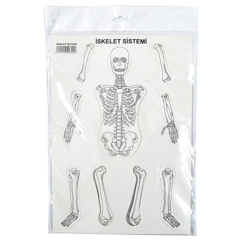 BİLGİ İSKELET SİSTEMİ