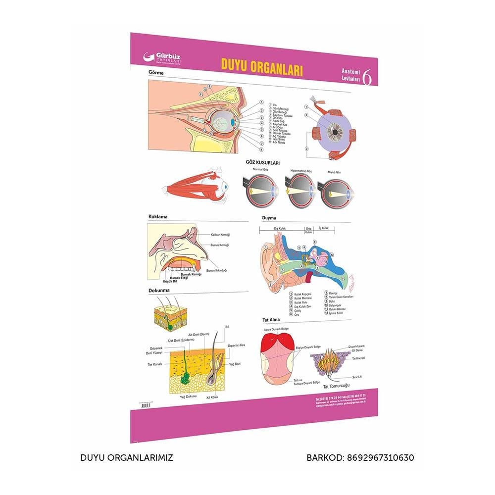 GÜRBÜZ 31063 DUYU ORGANLARIMIZ