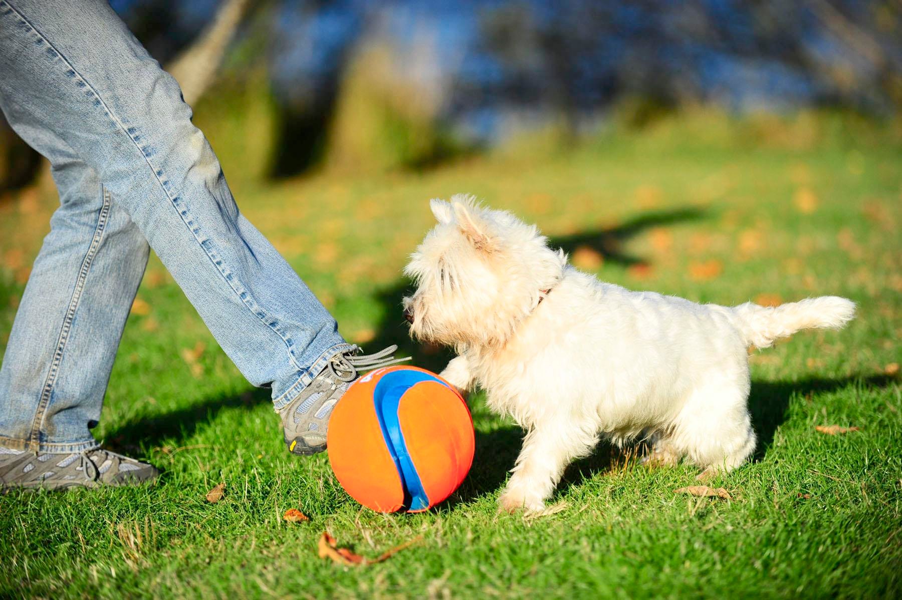 Chuckit! Kick Fetch Oyun Topu - Oyun Topları ve Frizbiler