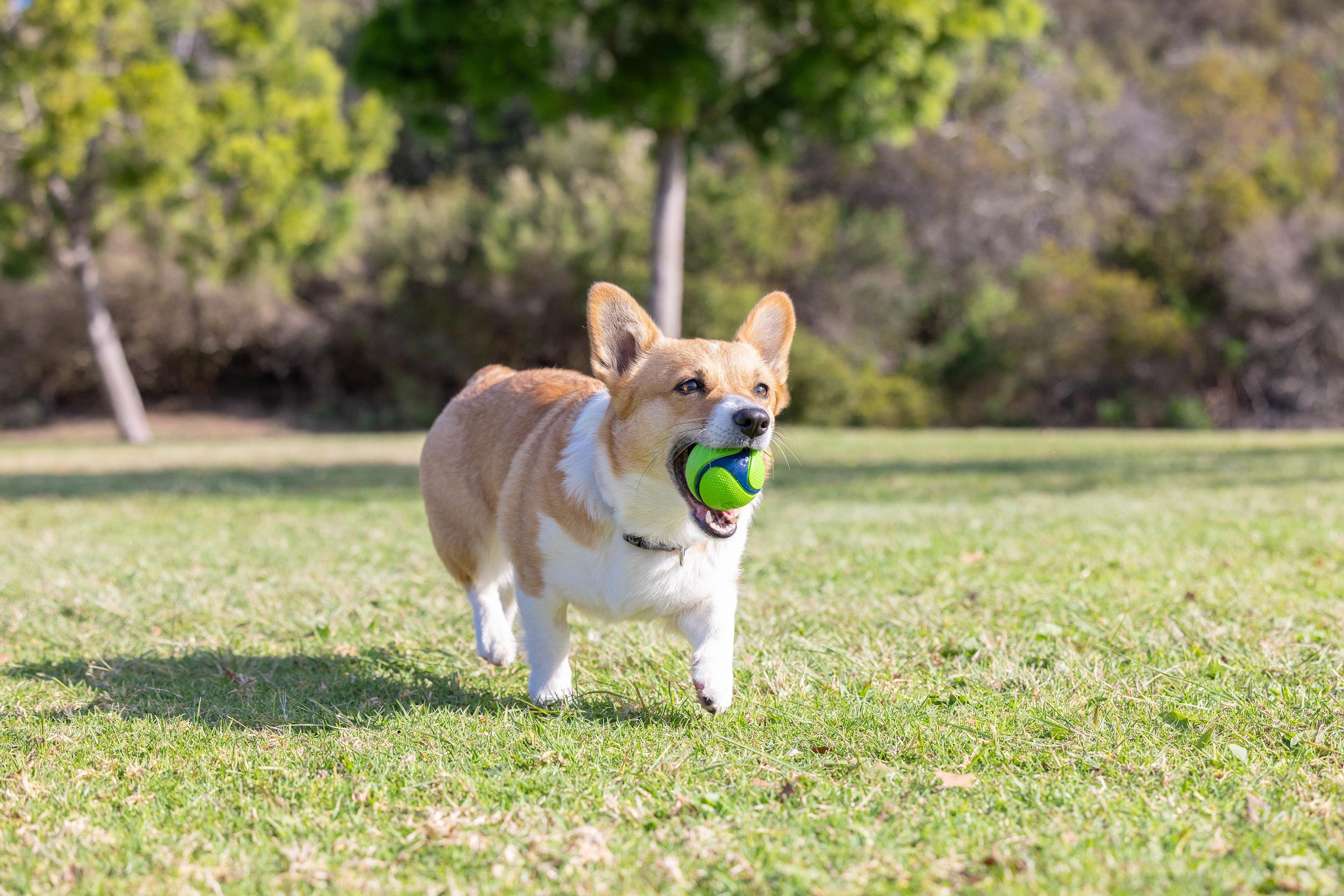 Chuckit! Sniff Fetch Kokulu Köpek Oyun Topu 4'lü Kutulu Set (Orta Boy) - Oyun Topları ve Frizbiler