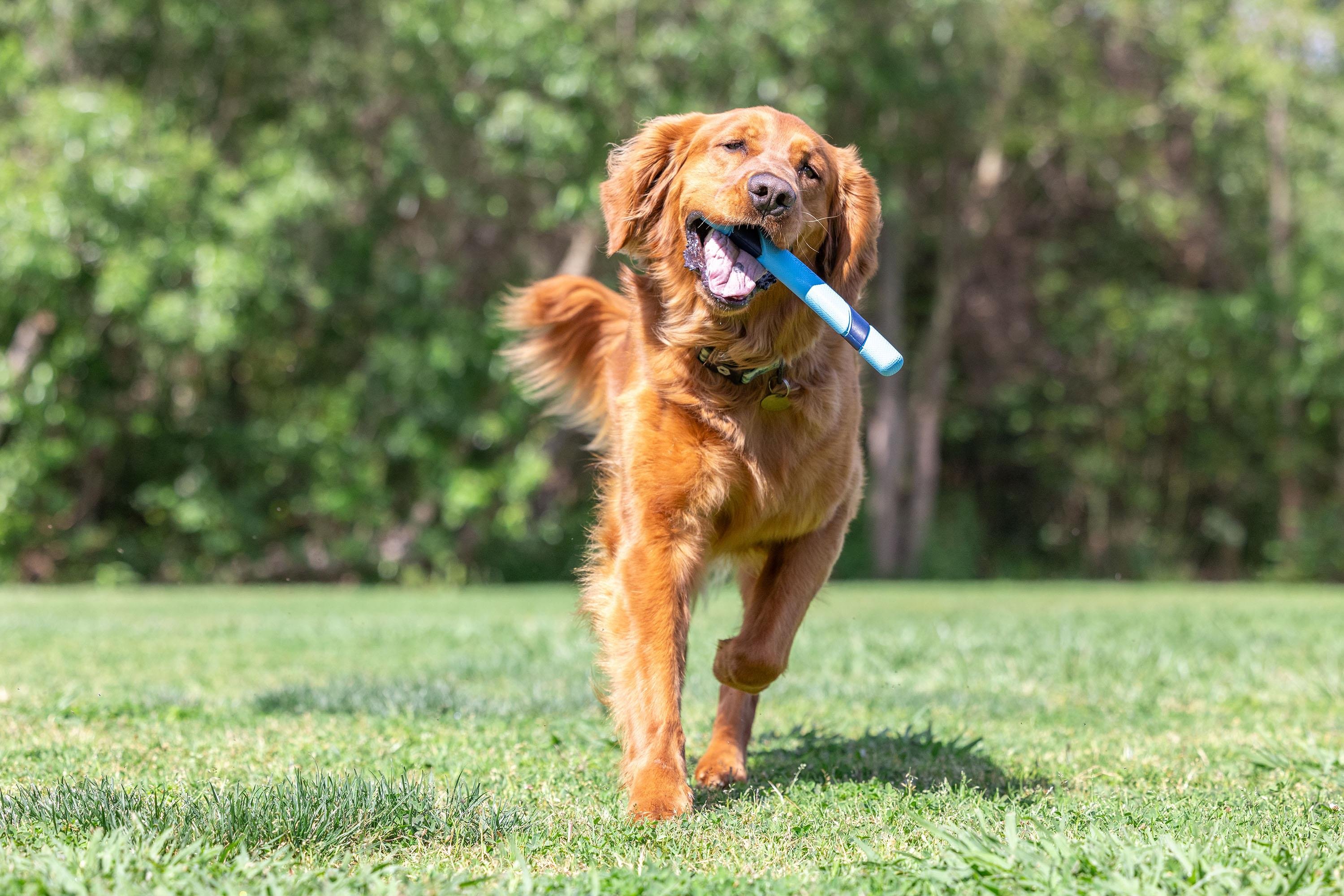Chuckit! Sniff Fetch Stick Kokulu Köpek Oyuncağı (Jambon Aromalı) - Oyun Topları ve Frizbiler