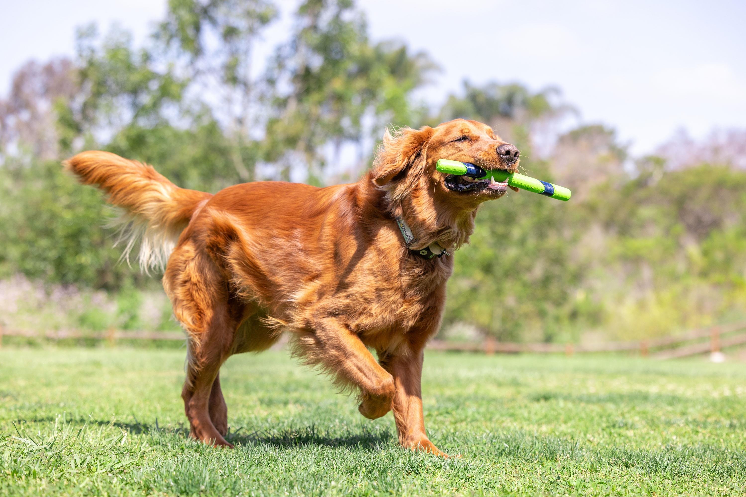 Chuckit! Sniff Fetch Stick Kokulu Köpek Oyuncağı (Fıstık Ezmesi Aromalı) - Oyun Topları ve Frizbiler