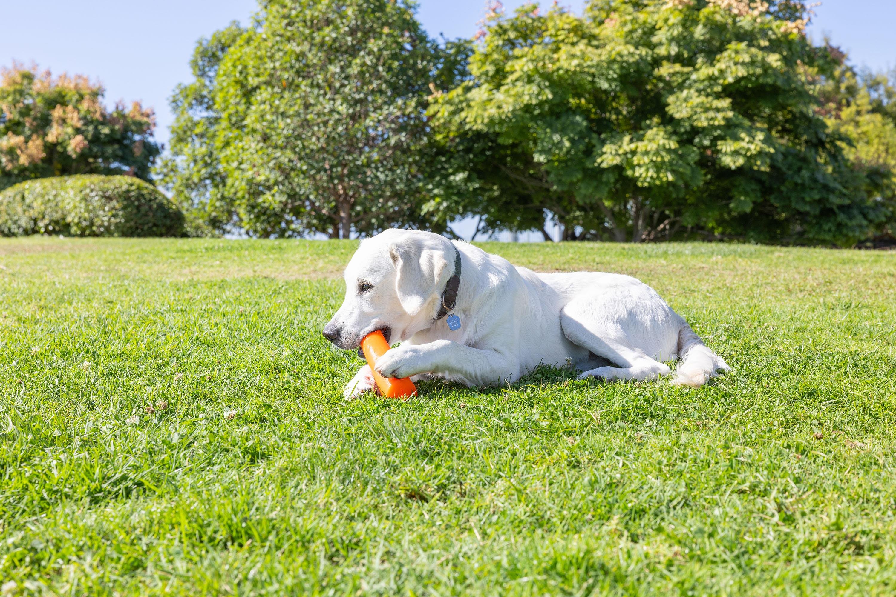 Chuckit! Super Crunch Stick Köpek Oyuncağı (Küçük Boy) - Oyun Topları ve Frizbiler