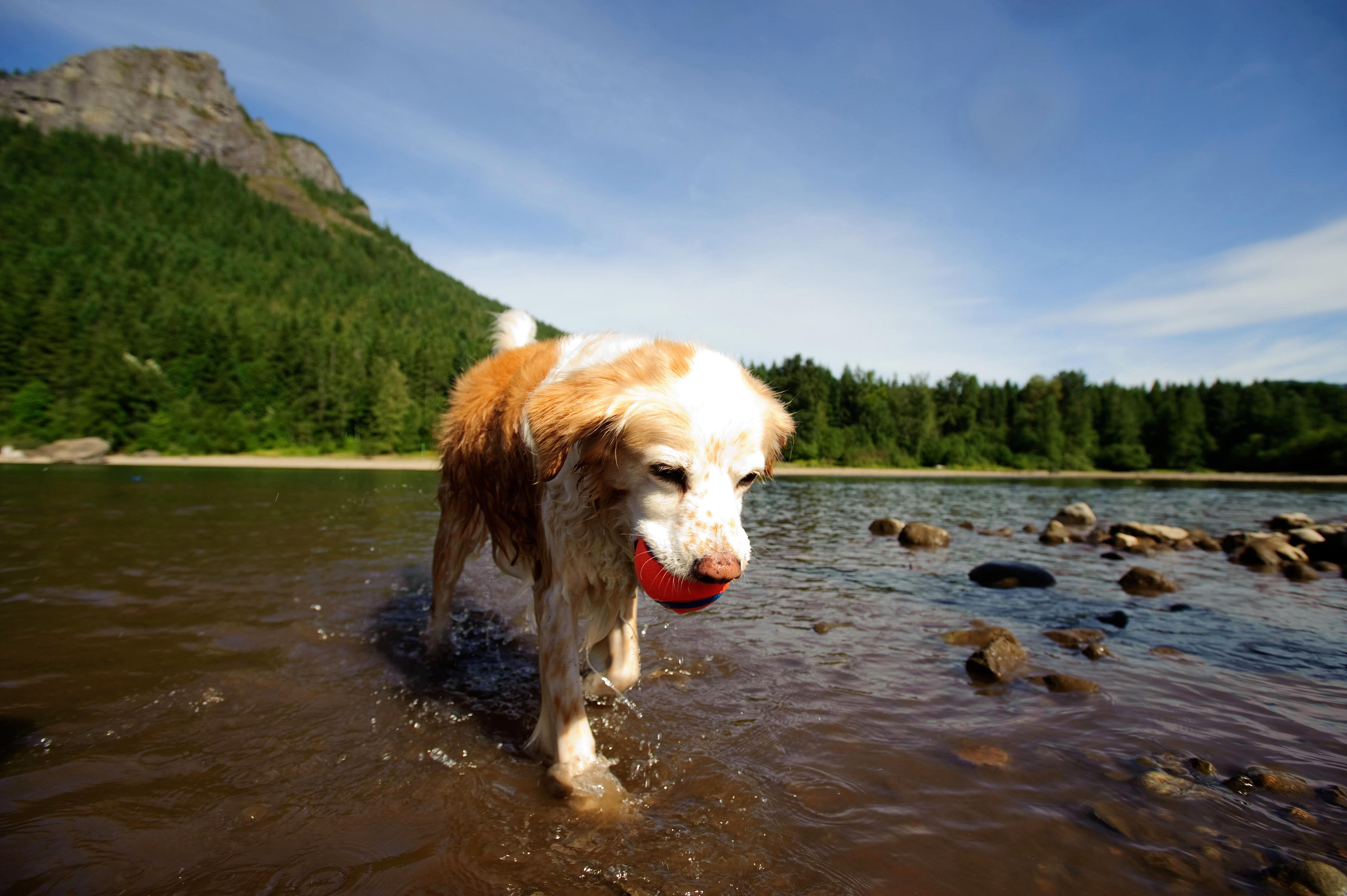 Chuckit! Ultra Ball Köpek Oyun Topu (Büyük Boy) - Oyun Topları ve Frizbiler