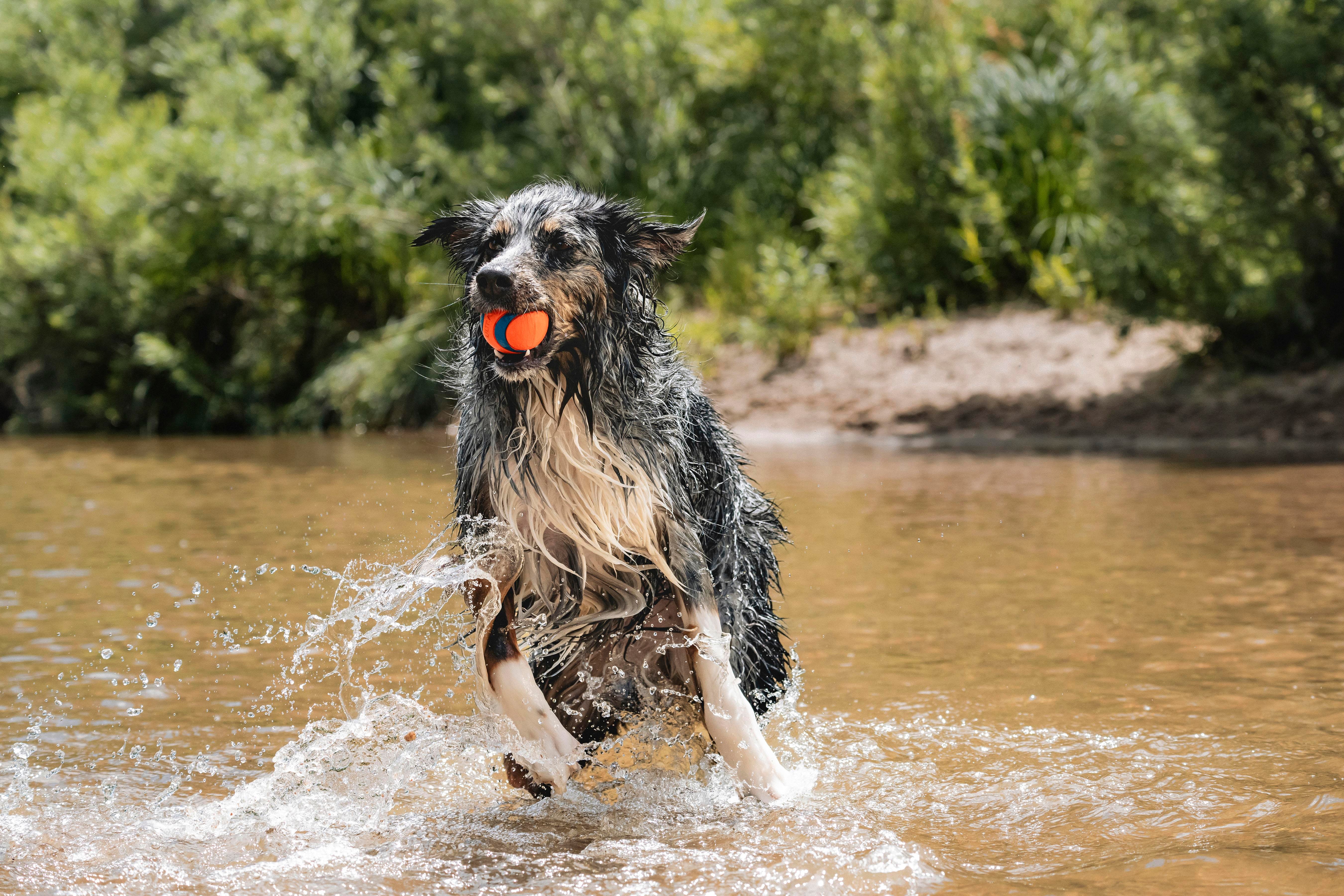 Chuckit! Ultra Ball Köpek Oyun Topu (Büyük Boy) - Oyun Topları ve Frizbiler
