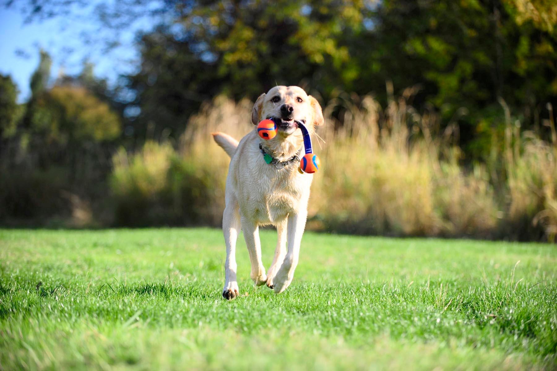 Chuckit! Ultra Duo Tug 2'li Köpek Çekiştirme Topu (Küçük Boy) - Oyun Topları ve Frizbiler