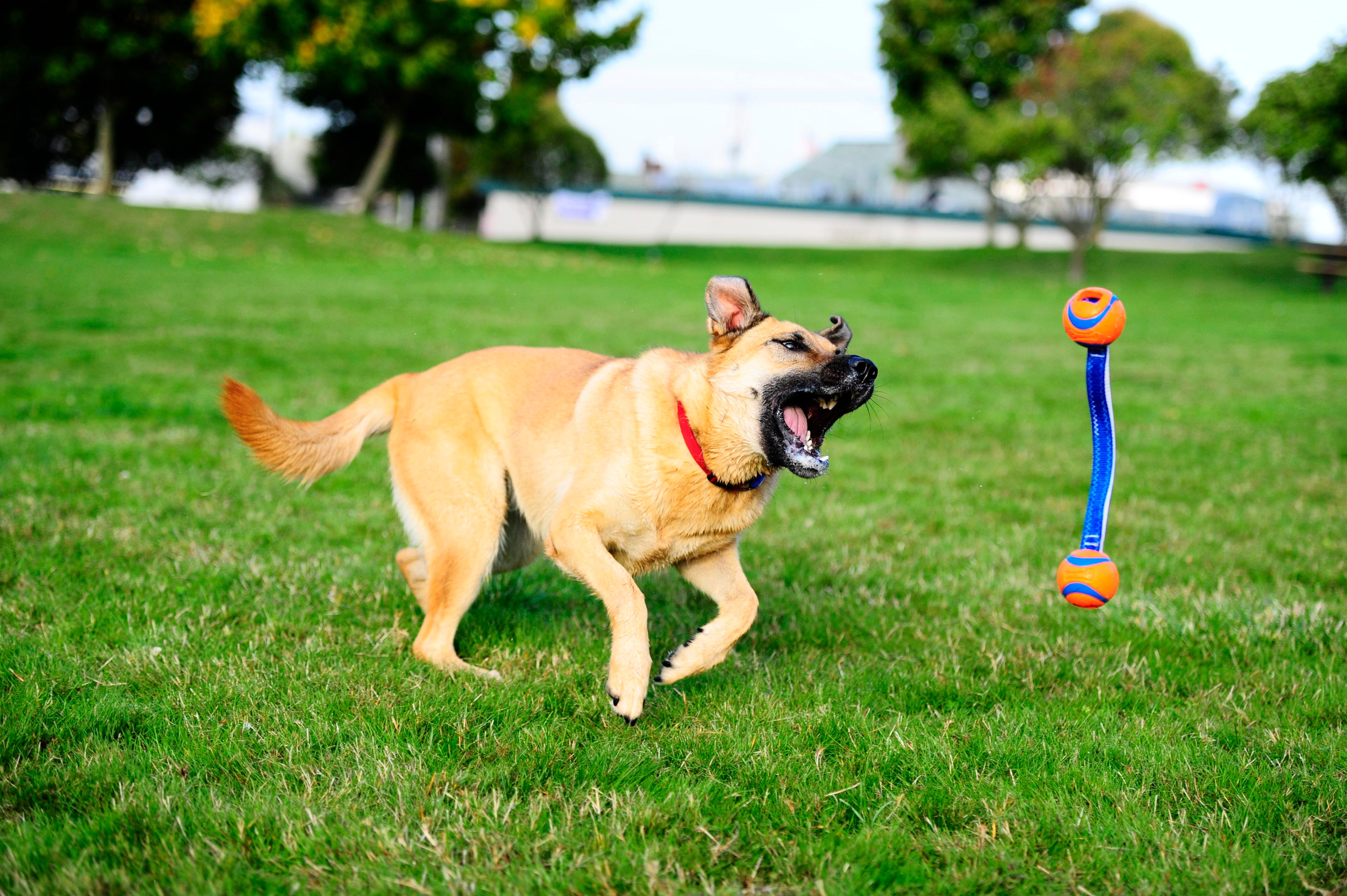 Chuckit! Ultra Duo Tug 2'li Köpek Çekiştirme Topu (Orta Boy) - Oyun Topları ve Frizbiler