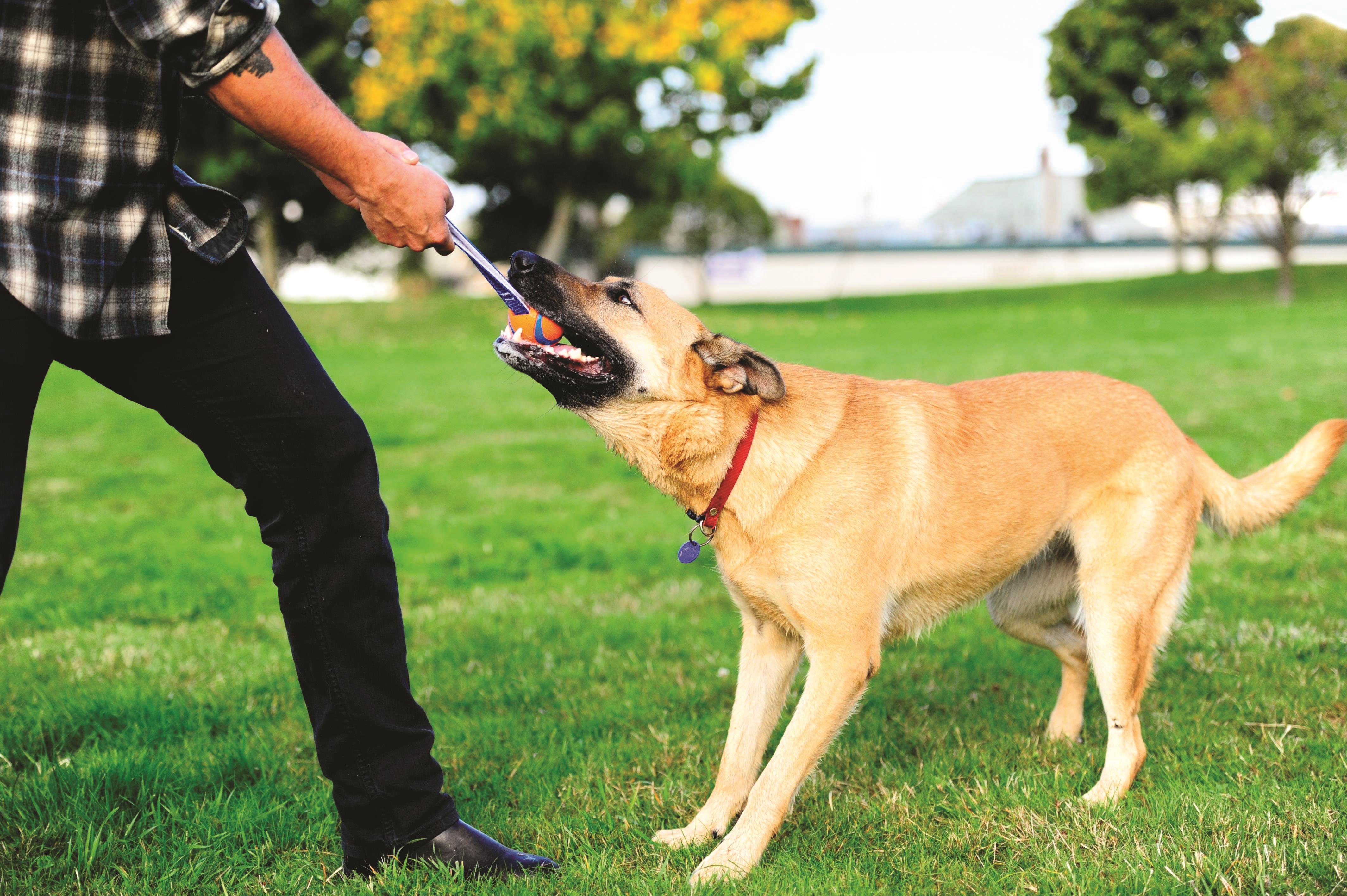 Chuckit! Ultra Tug Köpek Çekiştirme Topu (Büyük Boy) - Oyun Topları ve Frizbiler