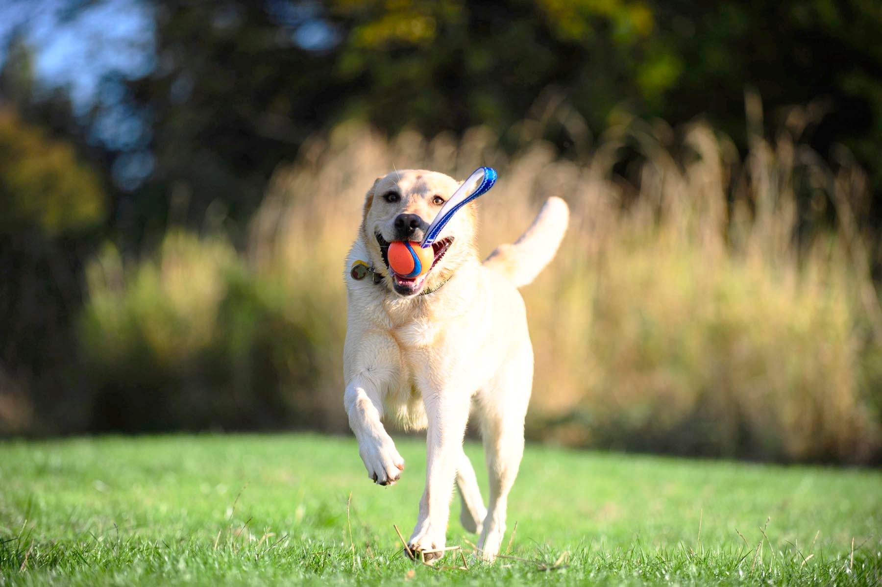Chuckit! Ultra Tug Köpek Çekiştirme Topu (Büyük Boy) - Oyun Topları ve Frizbiler