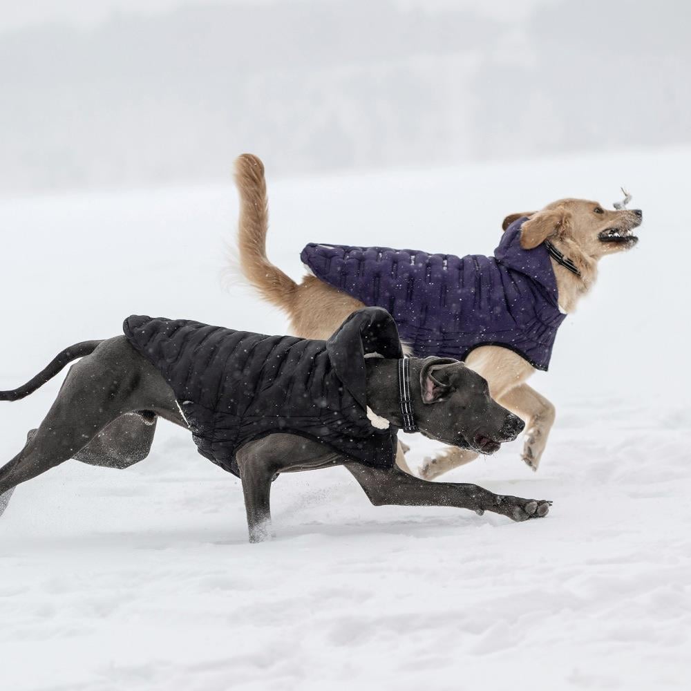 GF PET  Cloud Köpek Montu - Mor - Köpek Kıyafetleri