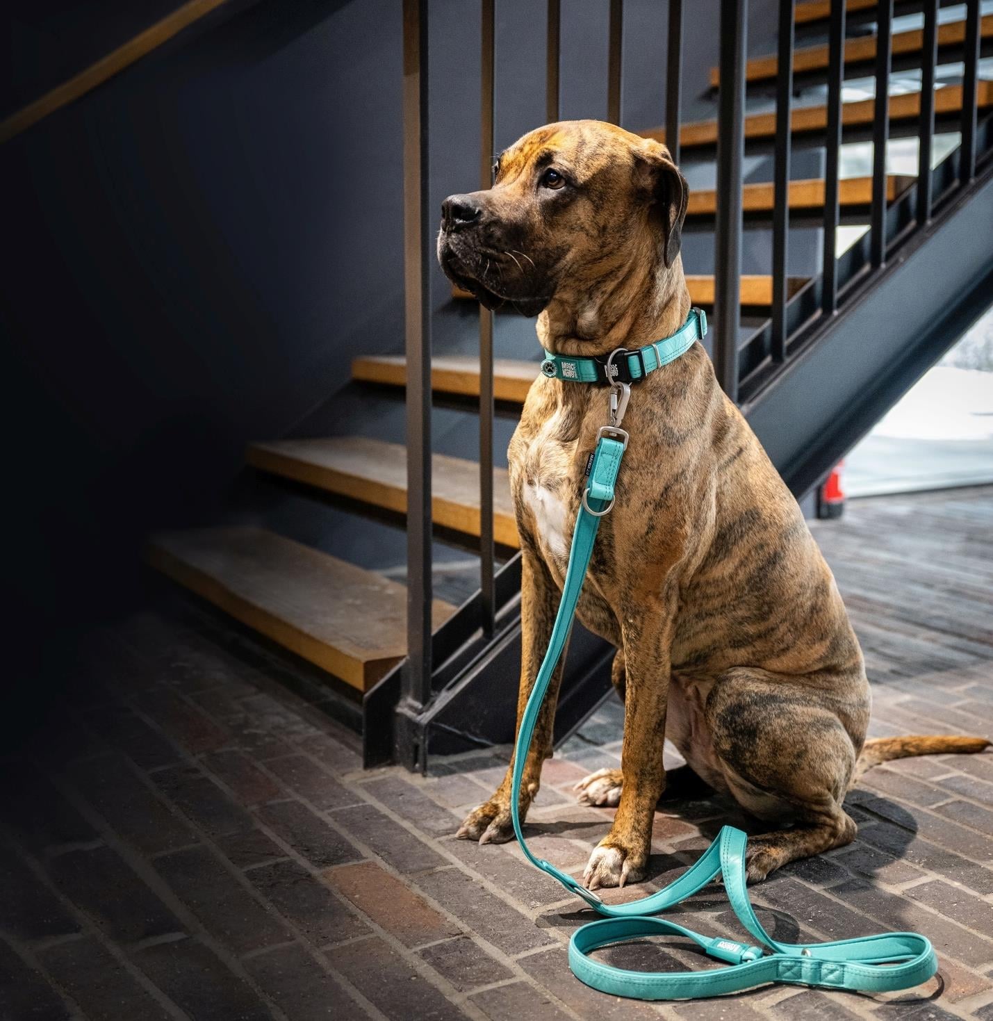 Matrix 2.0 Akıllı Künyeli Köpek Boyun Tasması - Turquoise (XS) - Boyun Tasmaları