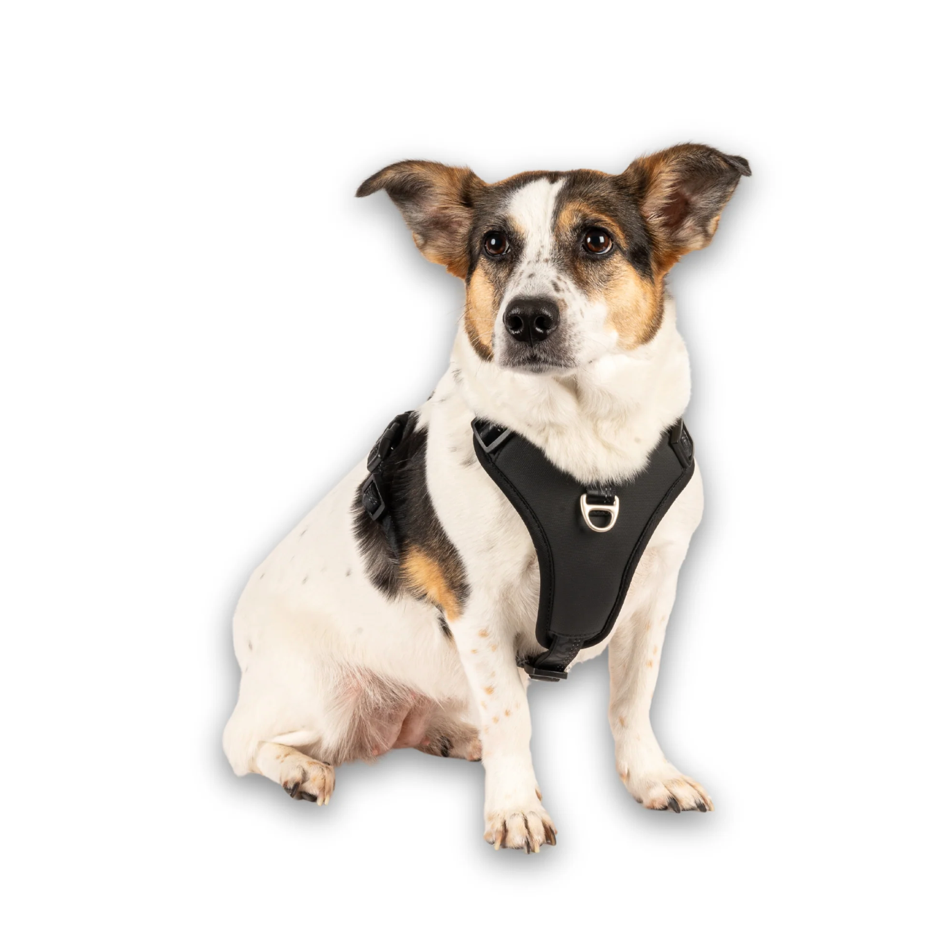 Matrix 2.0 Akıllı Künyeli Sport Köpek Göğüs Tasması - Black (XS) - Göğüs Tasmaları