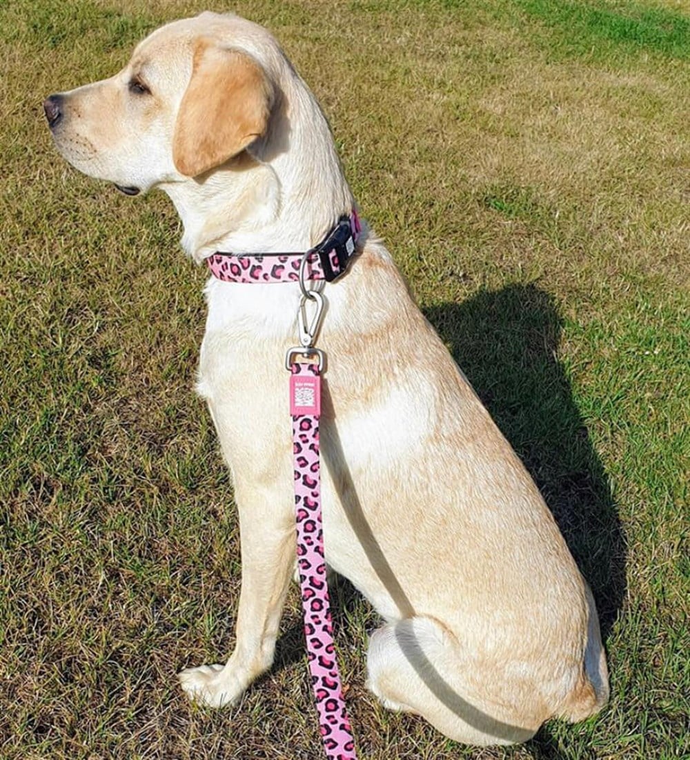 Max & Molly Smart ID Leopard Pink Boyun Tasması