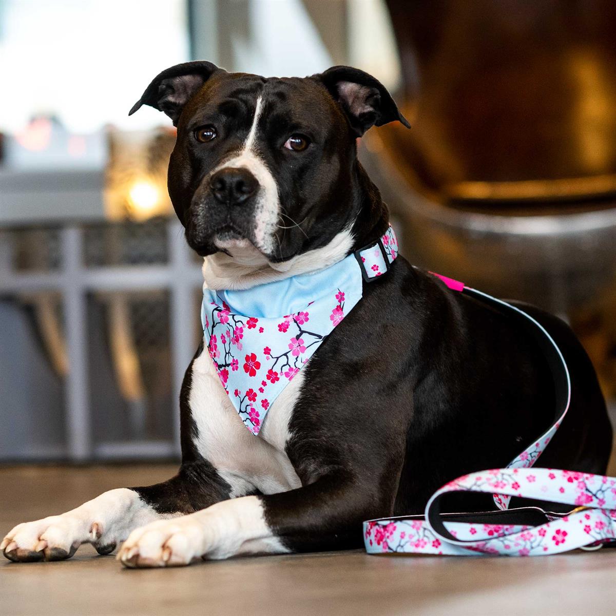 Max & Molly Cherry Bloom Köpek Gezdirme Kayışı - Gezdirme Kayışları