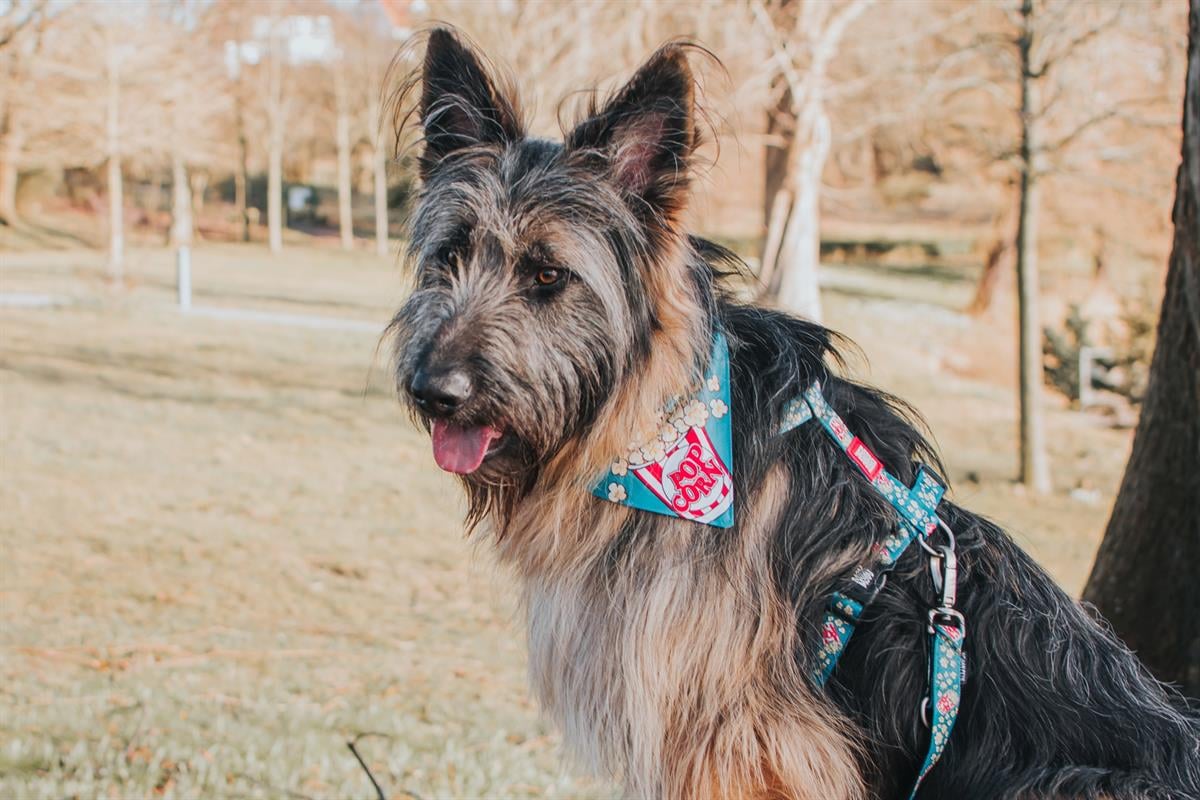 Max & Molly Popcorn Bandana - Bandanalar