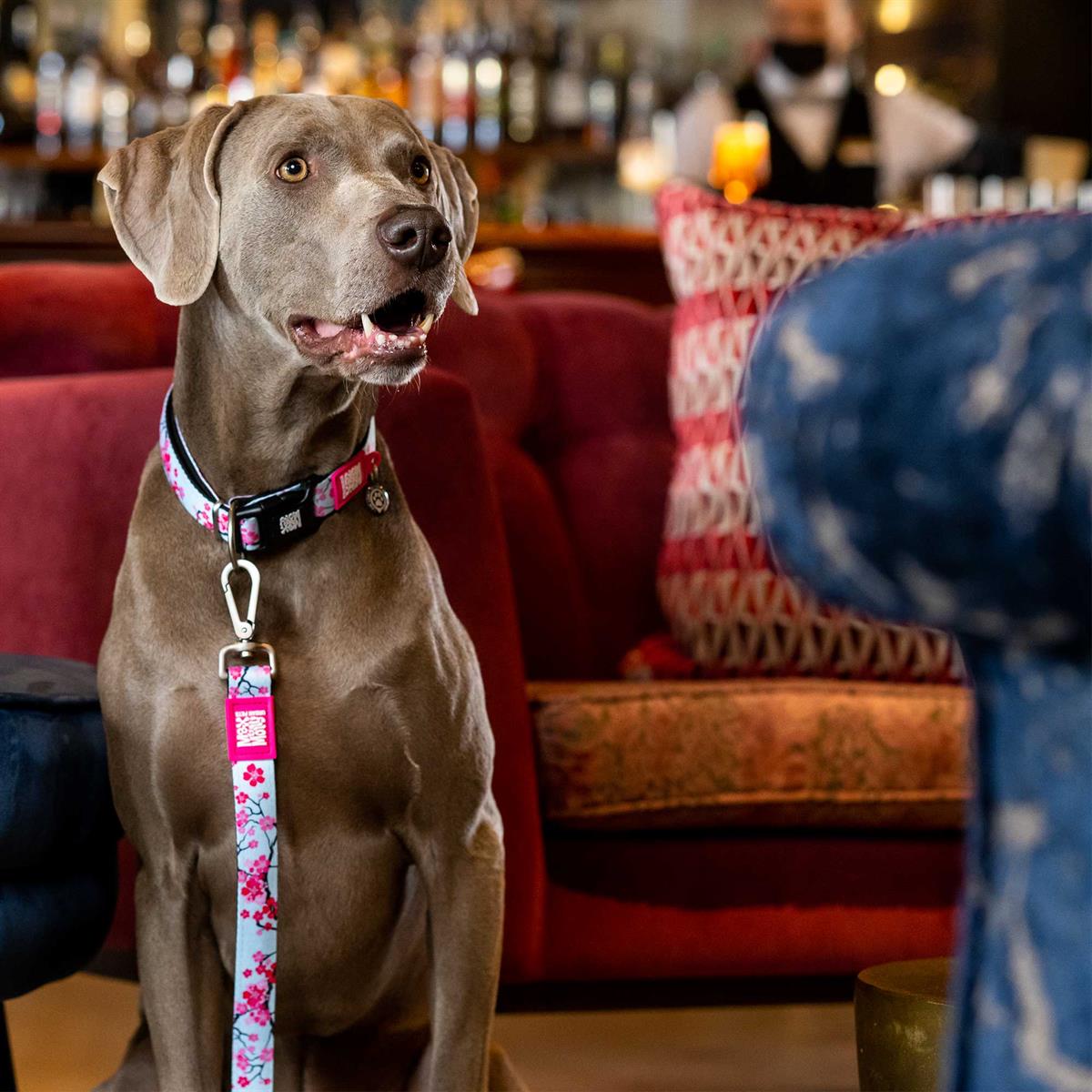 Max & Molly Smart ID Cherry Bloom Köpek Boyun Tasması - Boyun Tasmaları