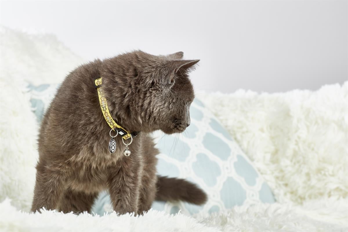 Max & Molly Smart ID Monkey Maniac Kedi Boyun Tasması - Boyun Tasması