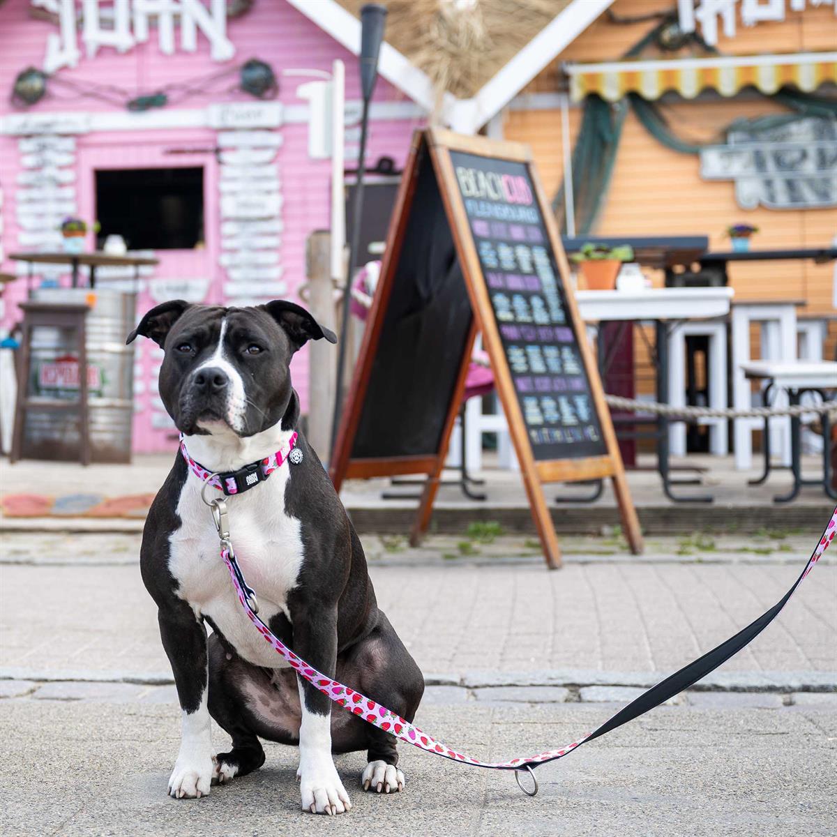 Max & Molly Smart ID Strawberry Dream Köpek Boyun Tasması - Boyun Tasmaları