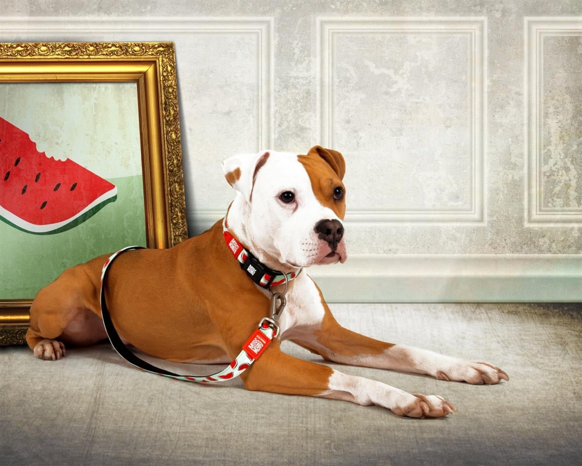 Max & Molly Watermelon Köpek Gezdirme Kayışı - Gezdirme Kayışları