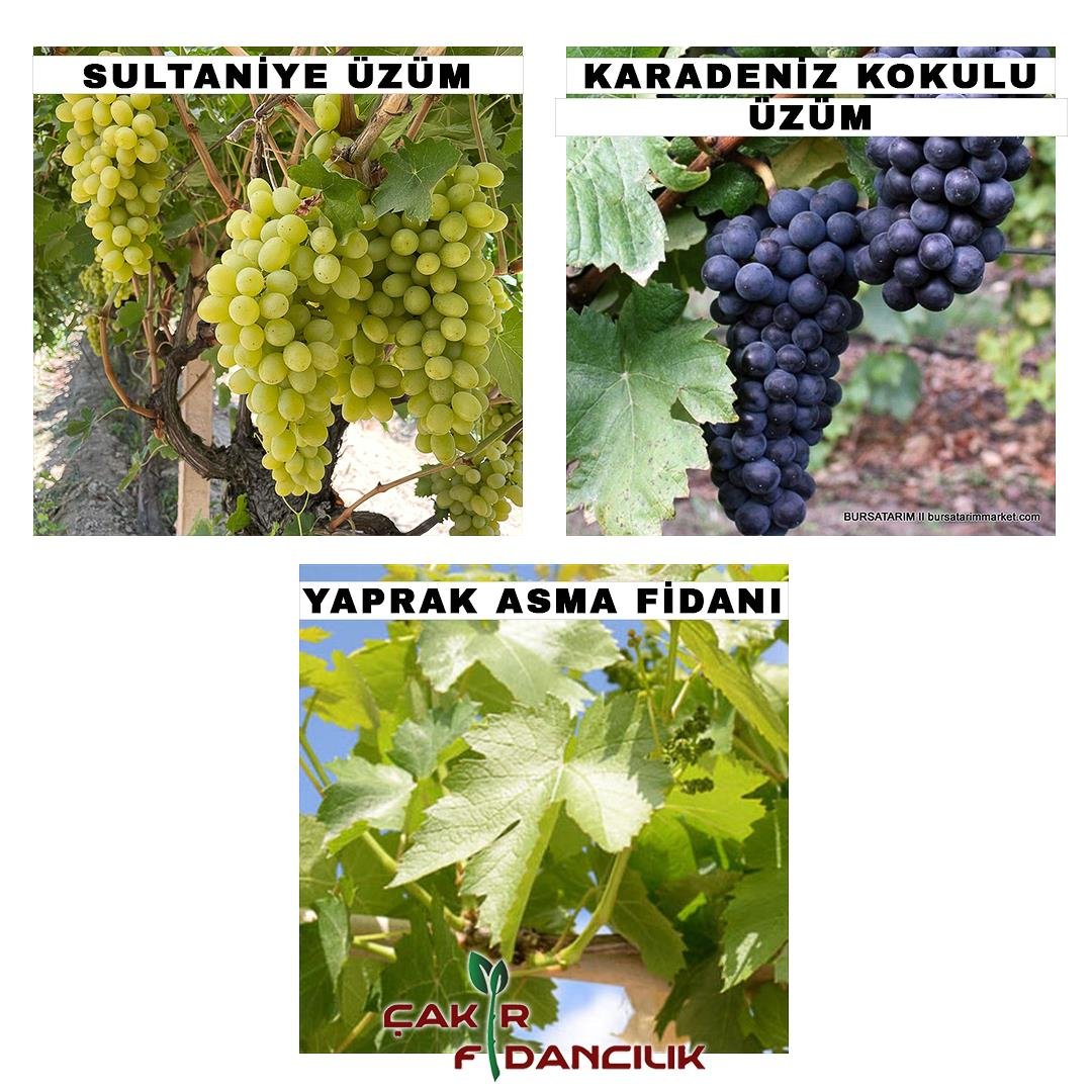 3'LÜ ÜZÜM PAKETİ