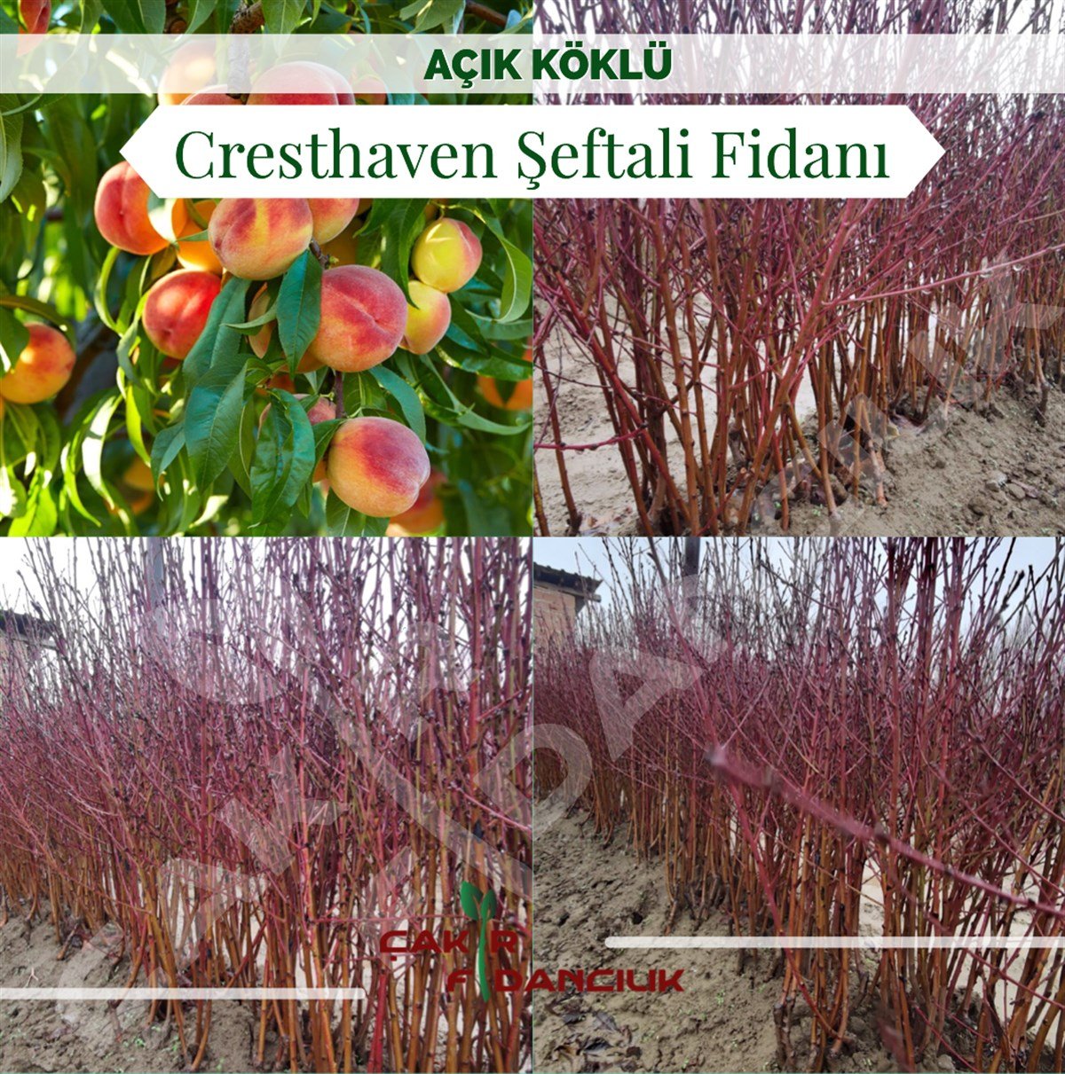 Açık Köklü Cresthaven Şeftali Fidanı