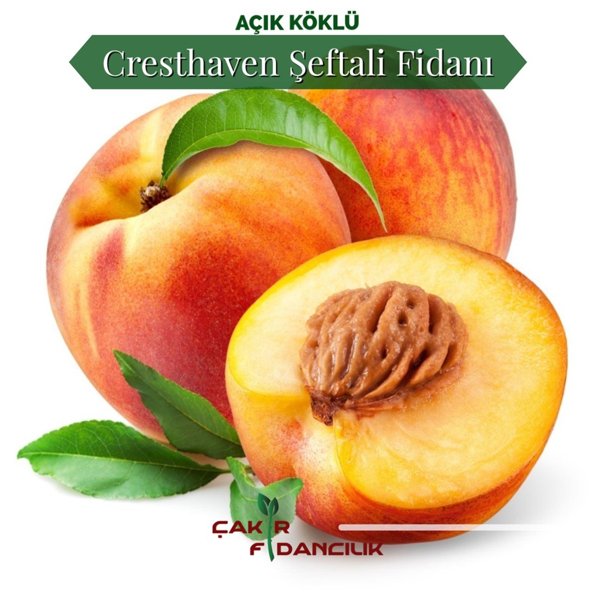 Açık Köklü Cresthaven Şeftali Fidanı