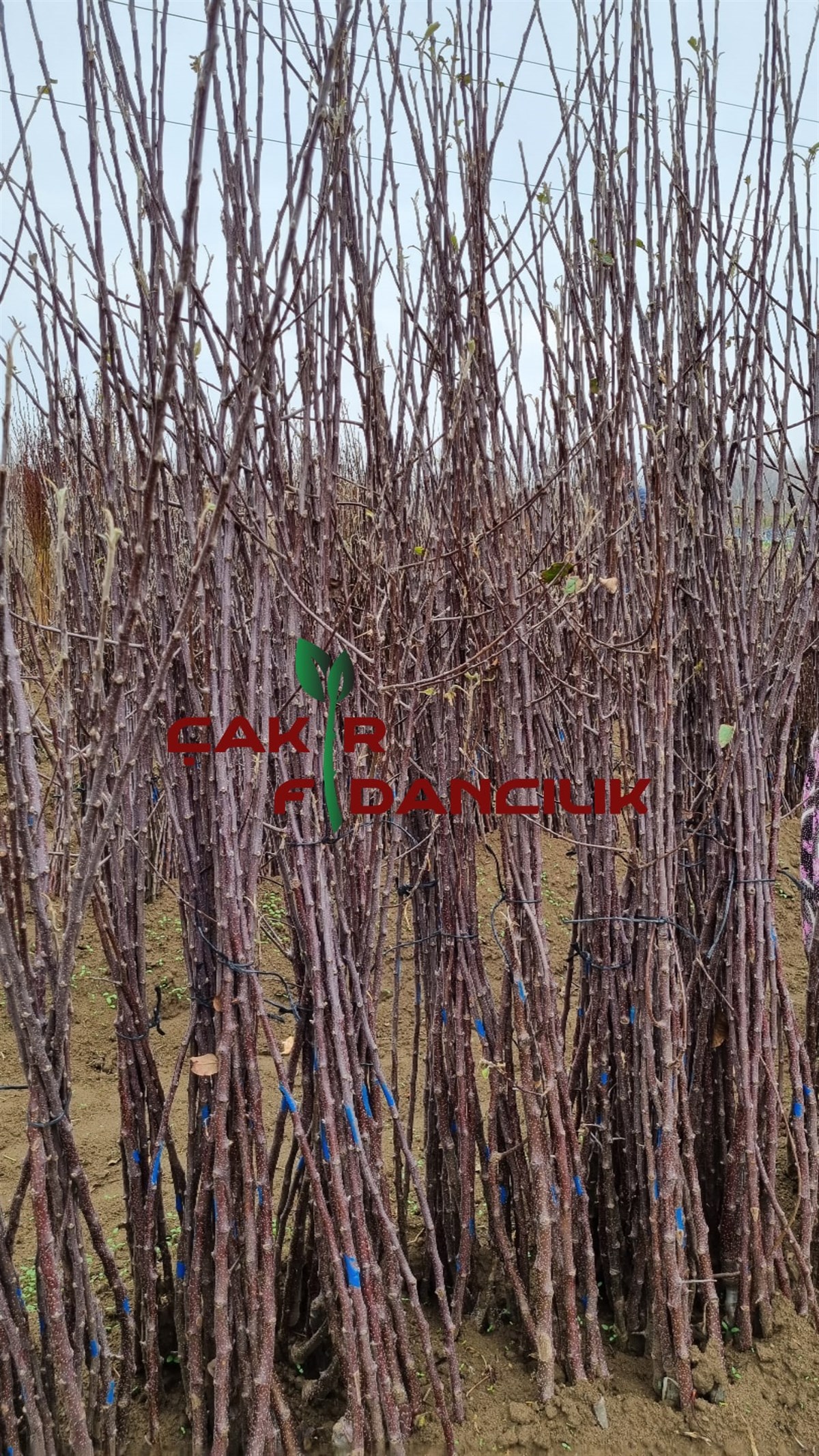 Açık Köklü Fuji Elma Fidanı