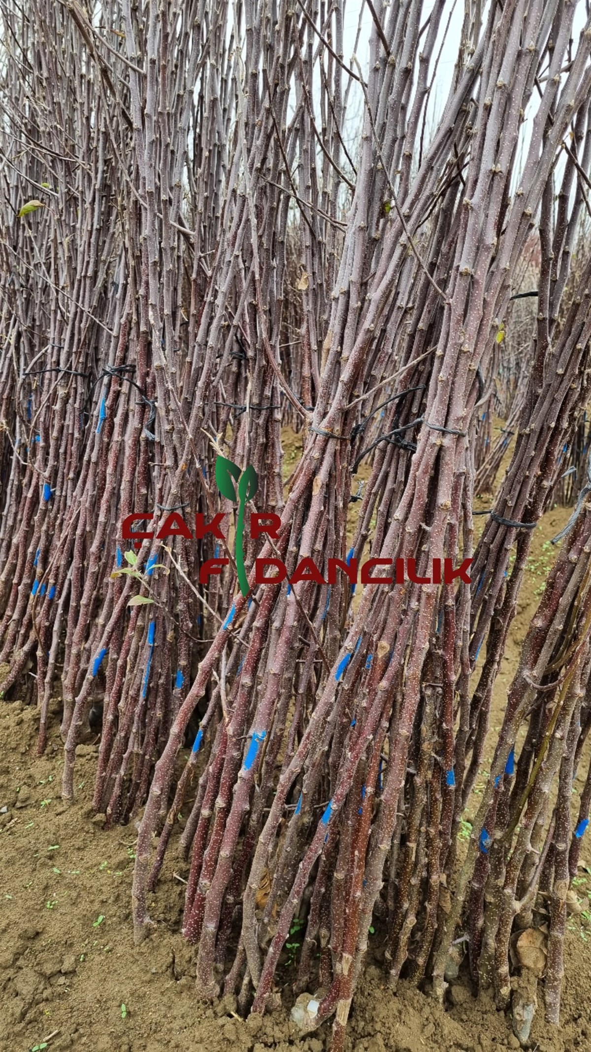 Açık Köklü Fuji Elma Fidanı