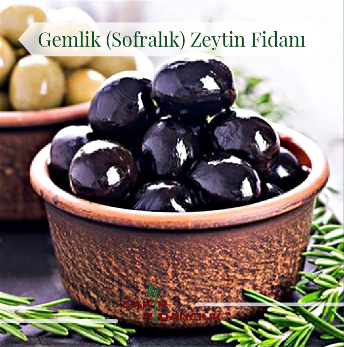 Gemlik Sofralık Zeytin Fidanı 2 YAŞ