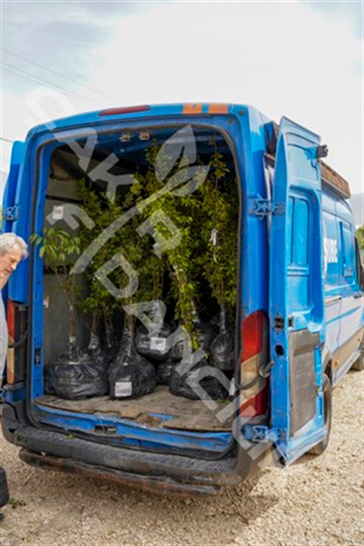 MEYVELİ Limon Fidanı(Yediveren Limonu)2 YAŞ