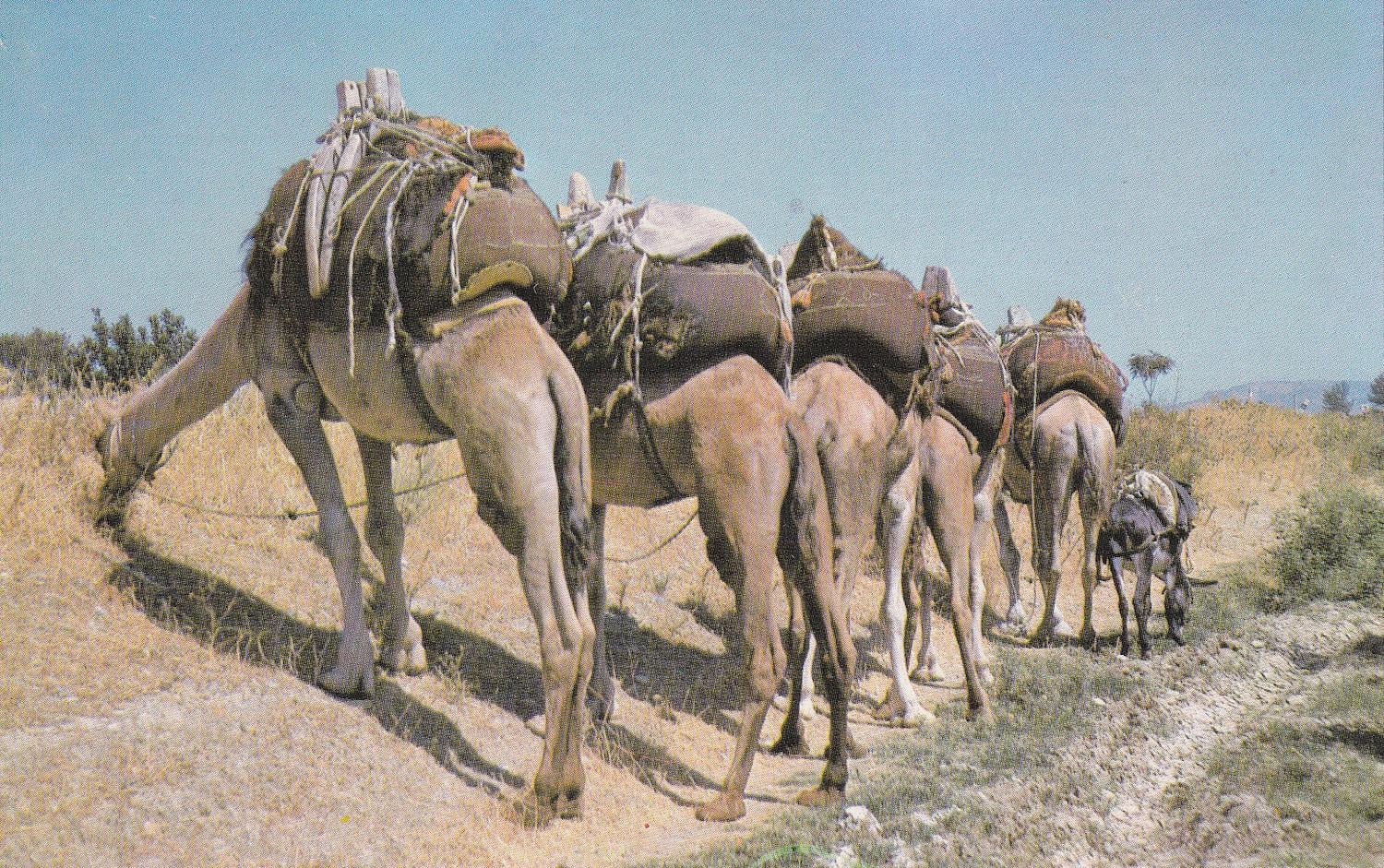 KartpostalTürkiye, Develer (2) Kartpostalı