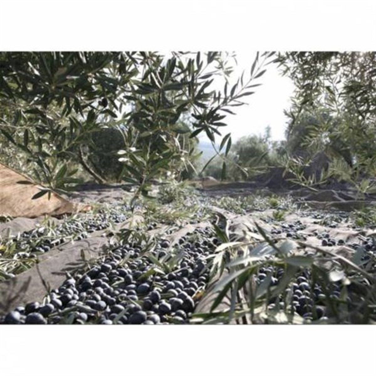 Cotexa Olive Net Black 75 gr Hasat Yaygısı 6x12 Metre