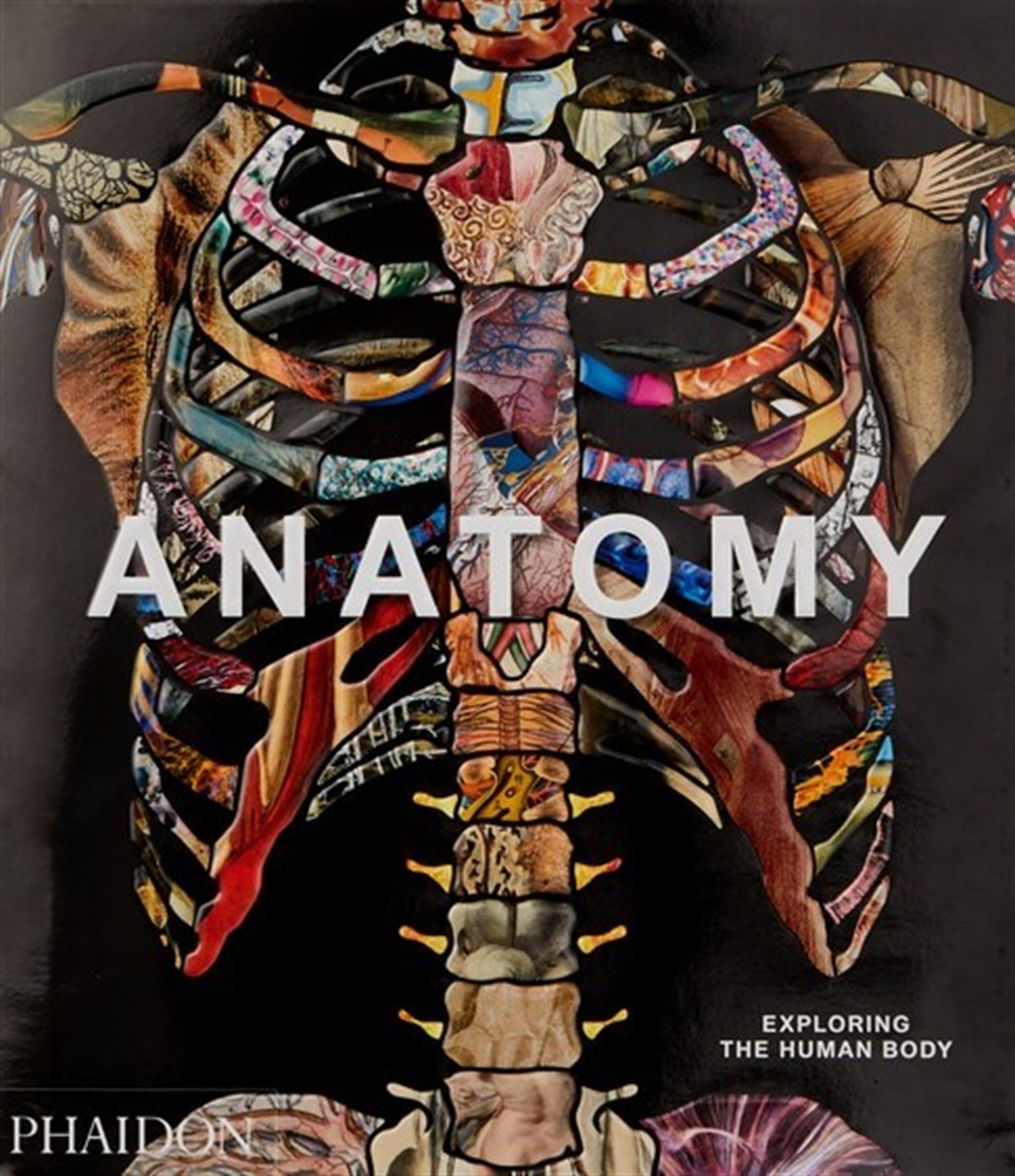 Anatomy Exploring the Human Body