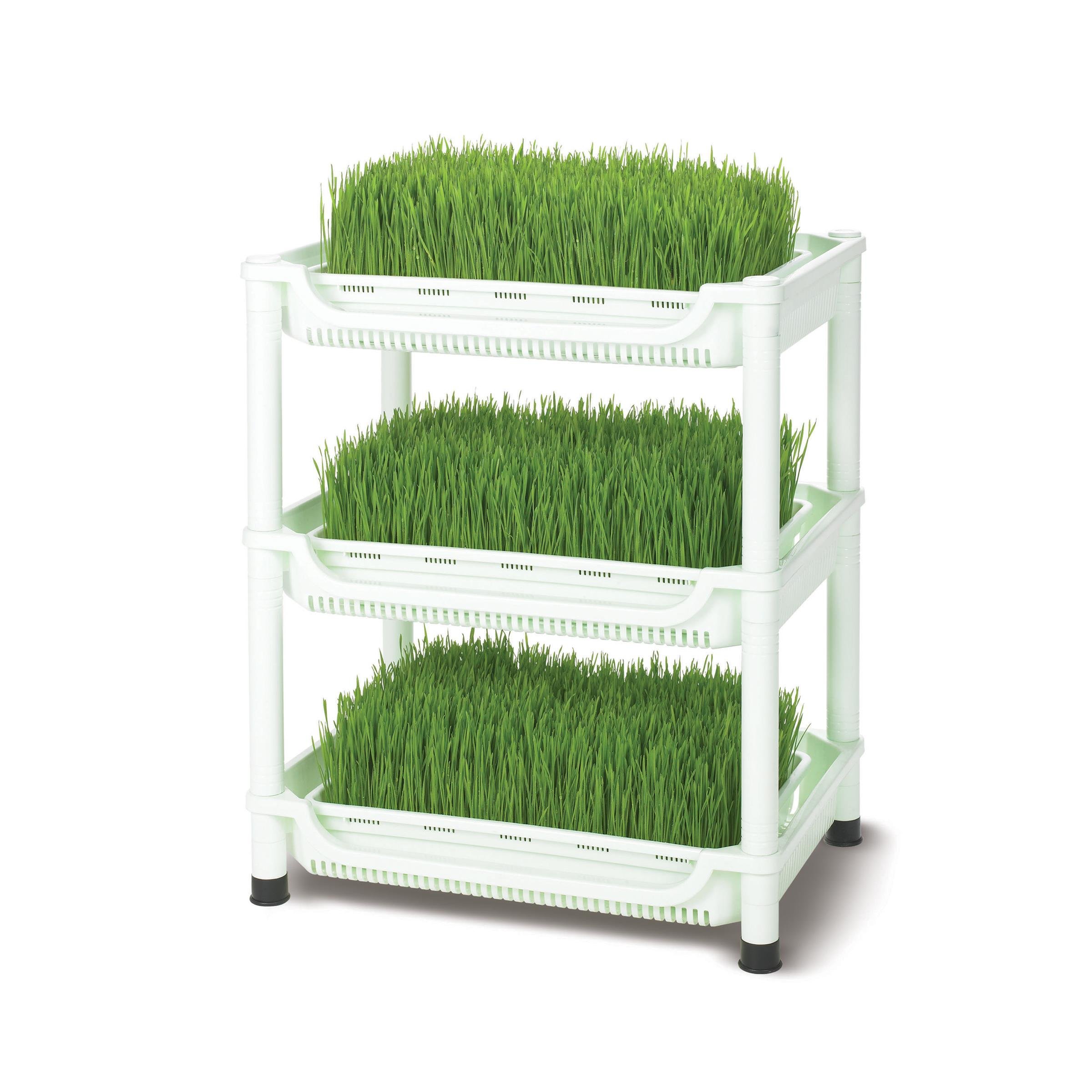 Buğday Çimlendirme Seti