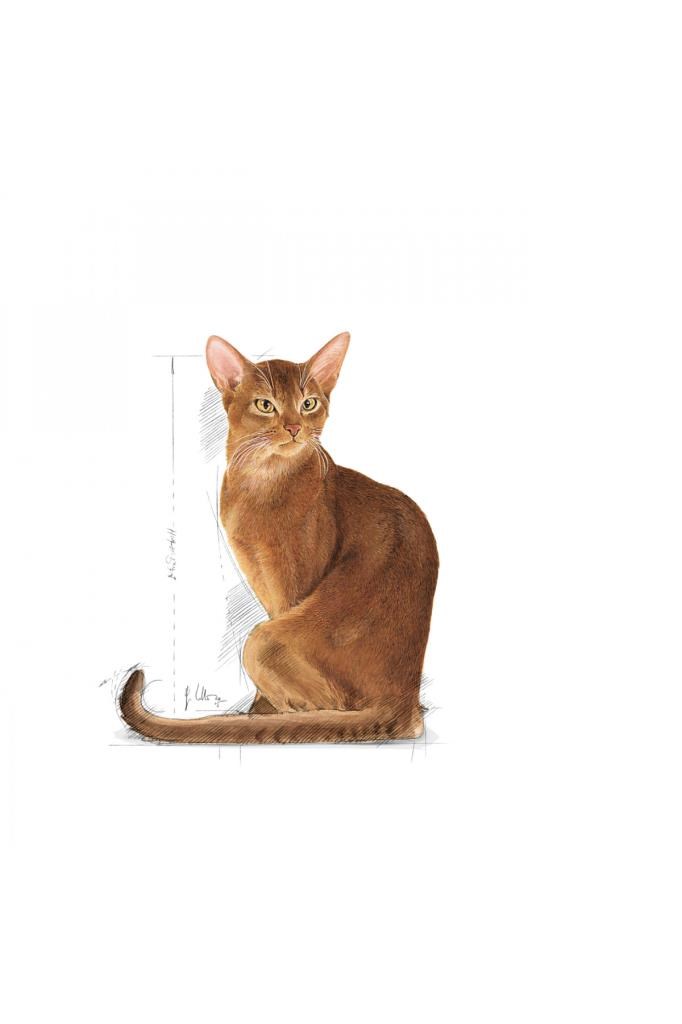 Royal Canin Fussy Exigent Seçici Yetişkin Kedi Maması 2 Kg