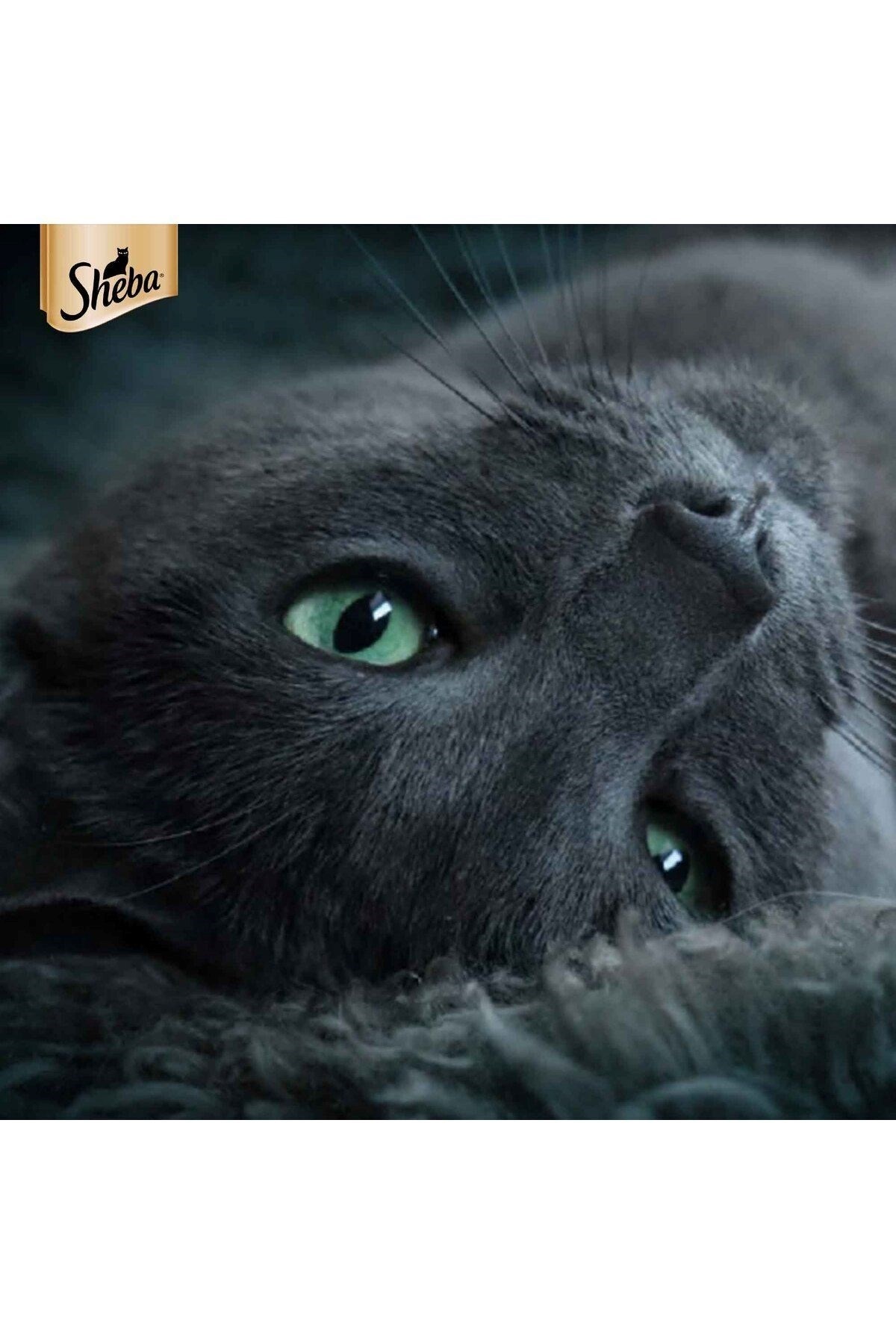 SHEBA 85 GR POUCH SOMONLU 28'Lİ