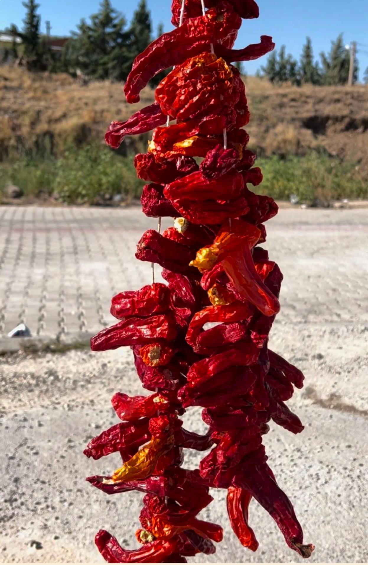 Ankara biber çizi