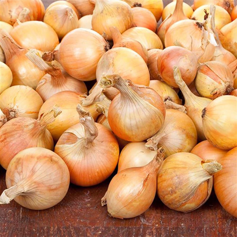 Kuru Soğan 50 KG