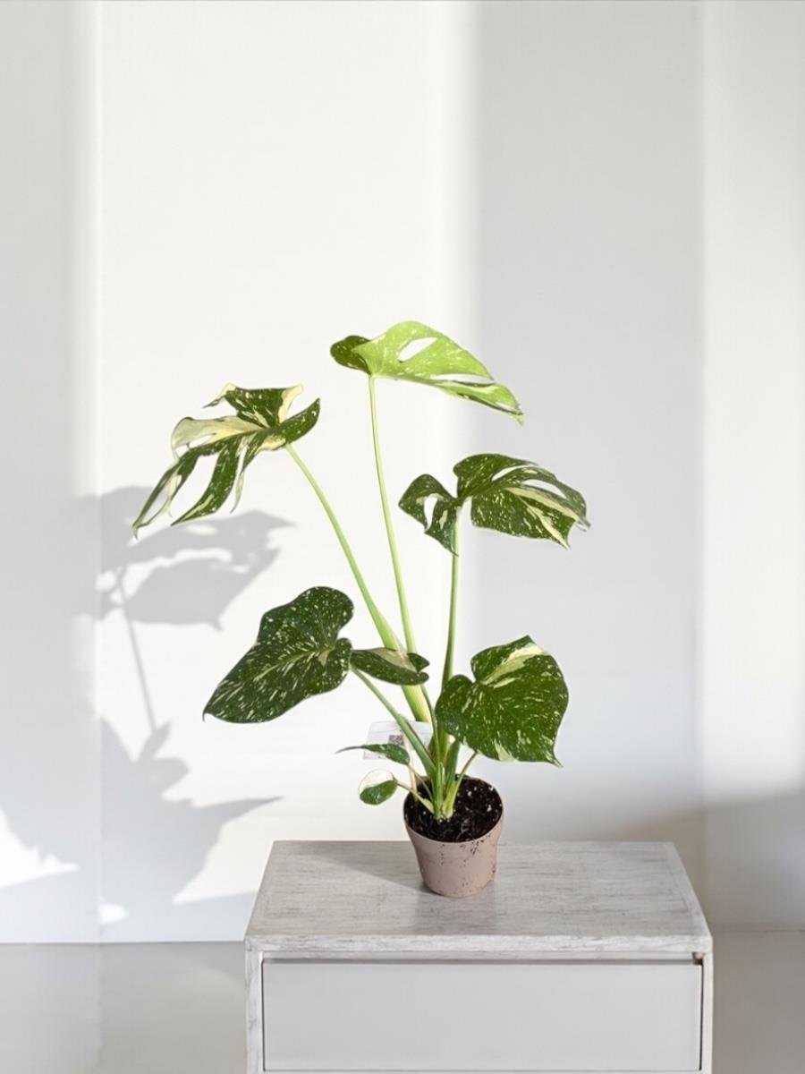  Monstera Deliciosa Thai Constellation Deve Tabanı Özel Tür 