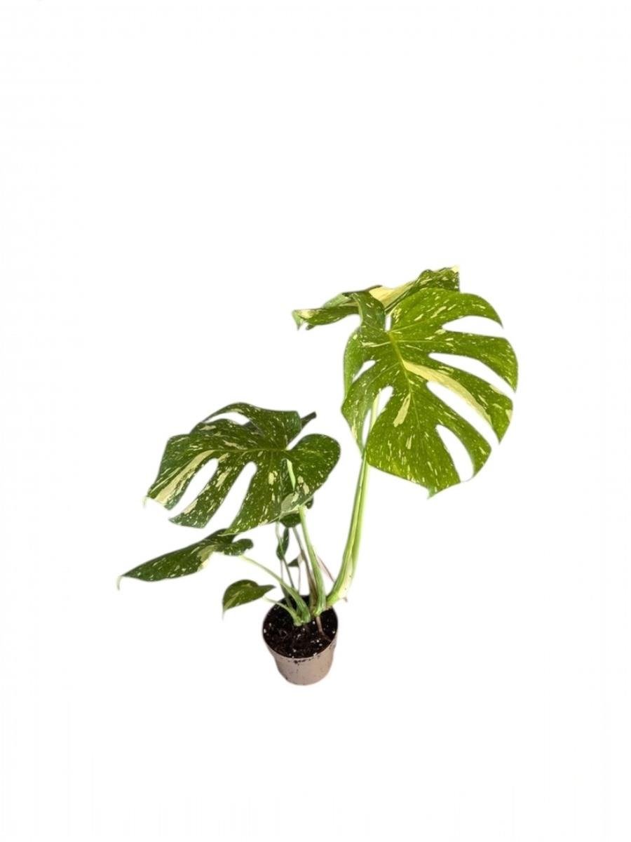  Monstera Deliciosa Thai Constellation Deve Tabanı Özel Tür 
