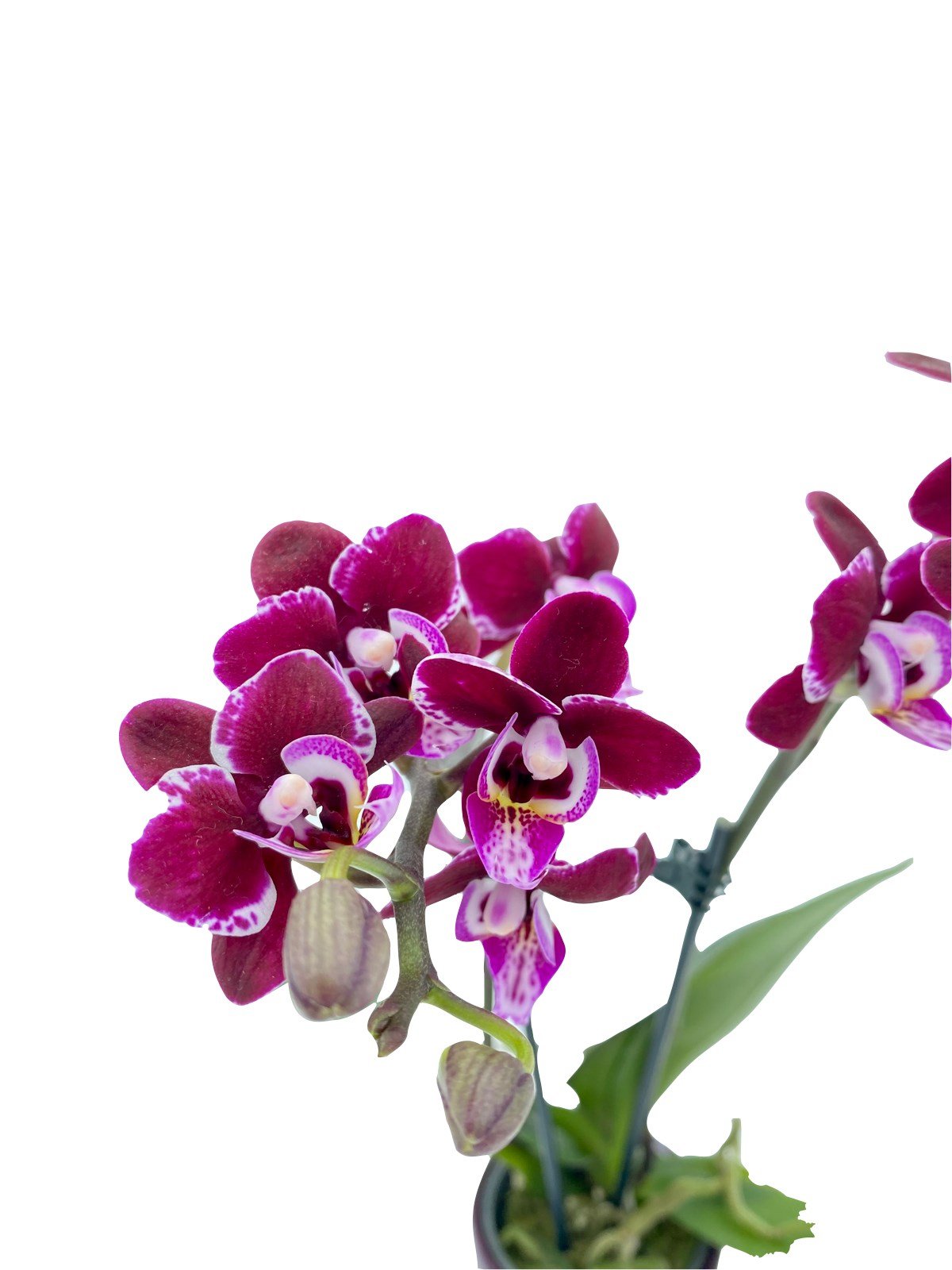 2 Dallı Mini Orkide