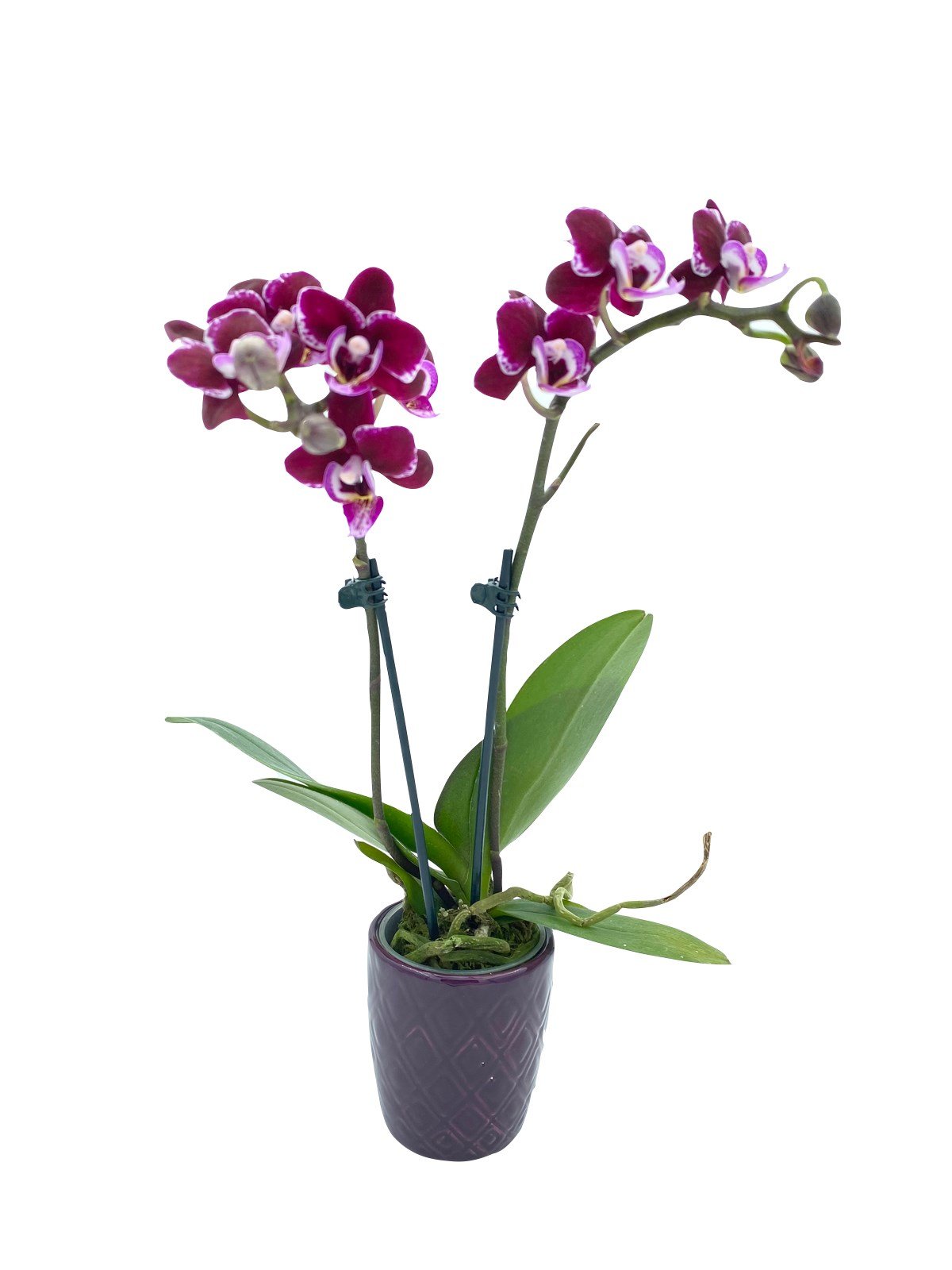 2 Dallı Mini Orkide