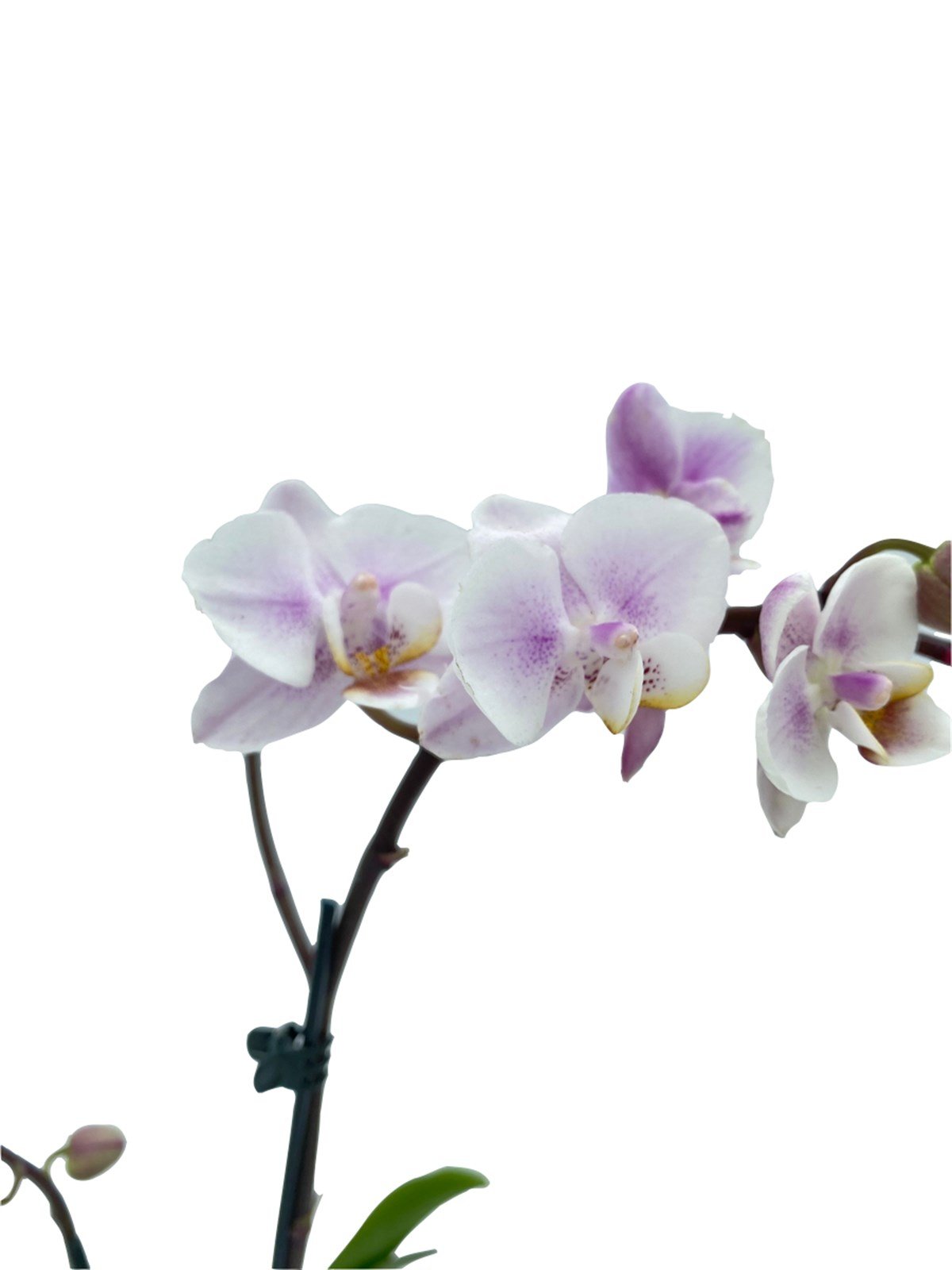 2 Dallı Mini Orkide