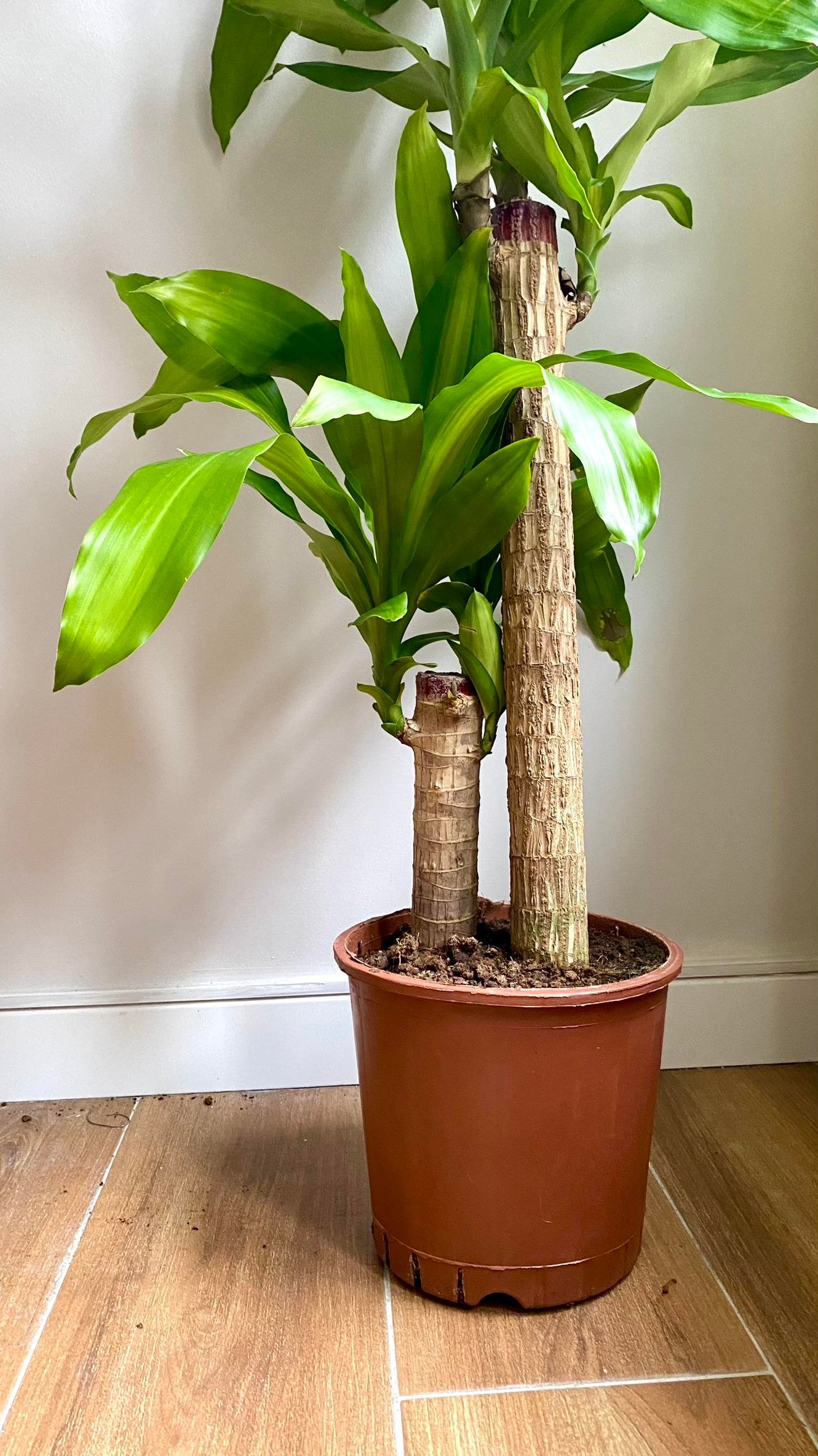 2 Gövdeli Yuka Massengena Bitkisi XL 180- 200 cm 
