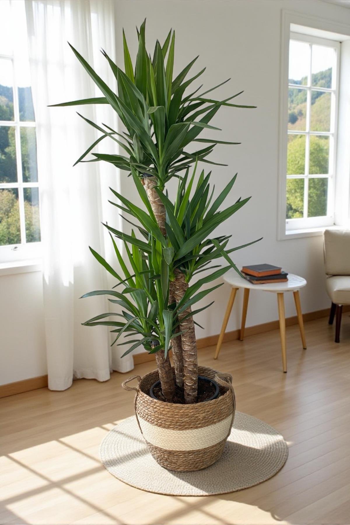 3 Gövdeli Yuka Bitkisi Large 140-150 cm(Avize Çiçeği]