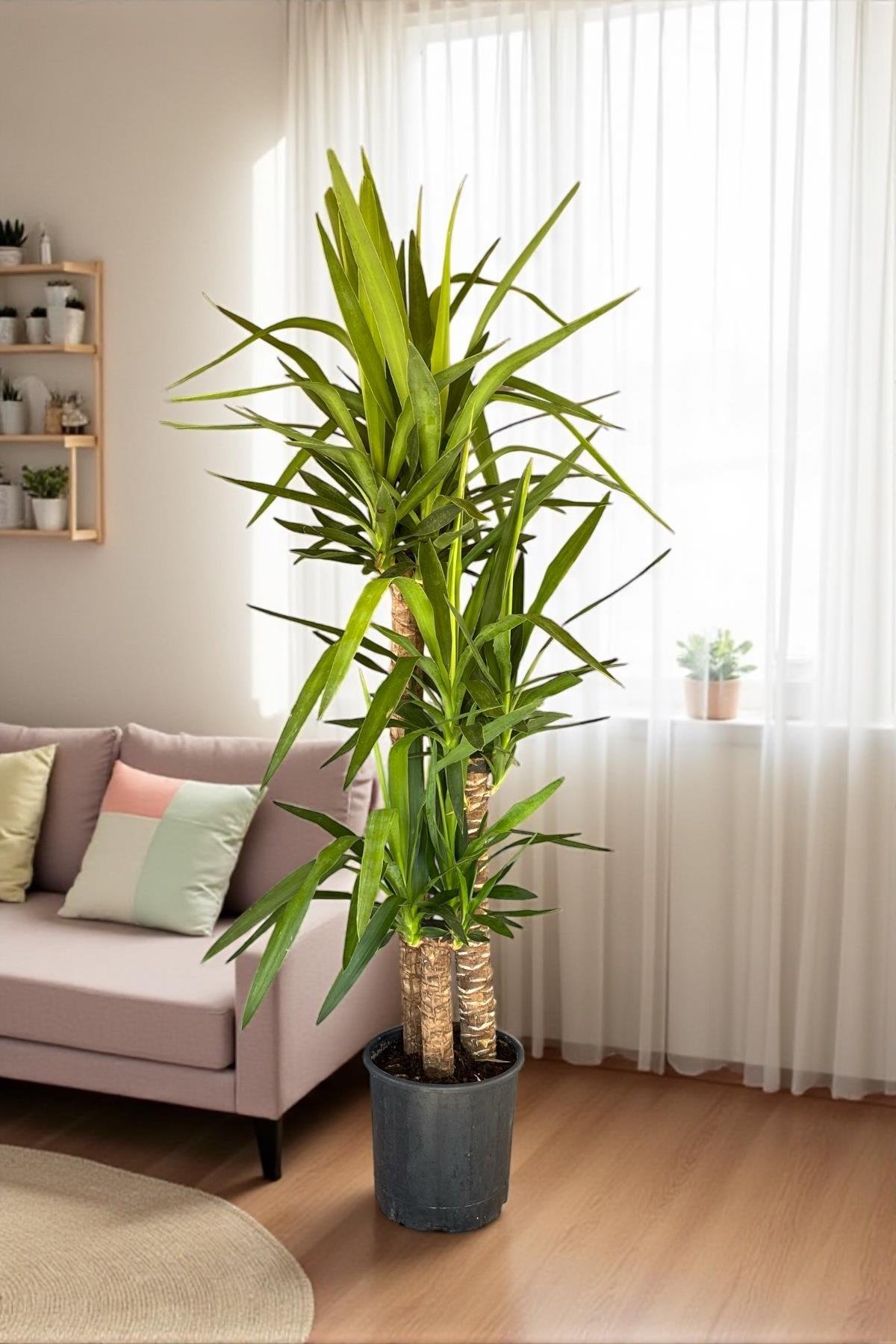 3 Gövdeli Yuka Bitkisi Large 140-150 cm(Avize Çiçeği]