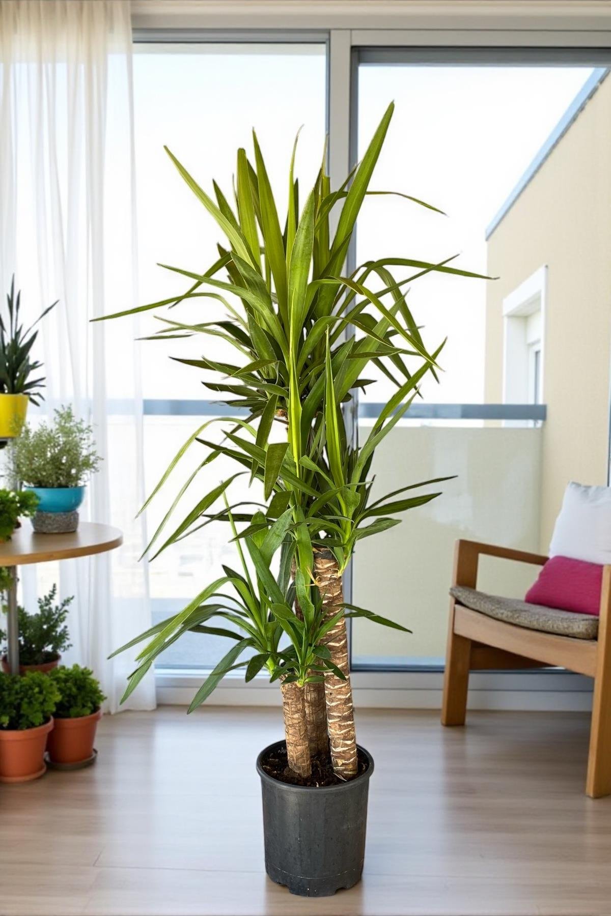 3 Gövdeli Yuka Bitkisi Large 140-150 cm(Avize Çiçeği]