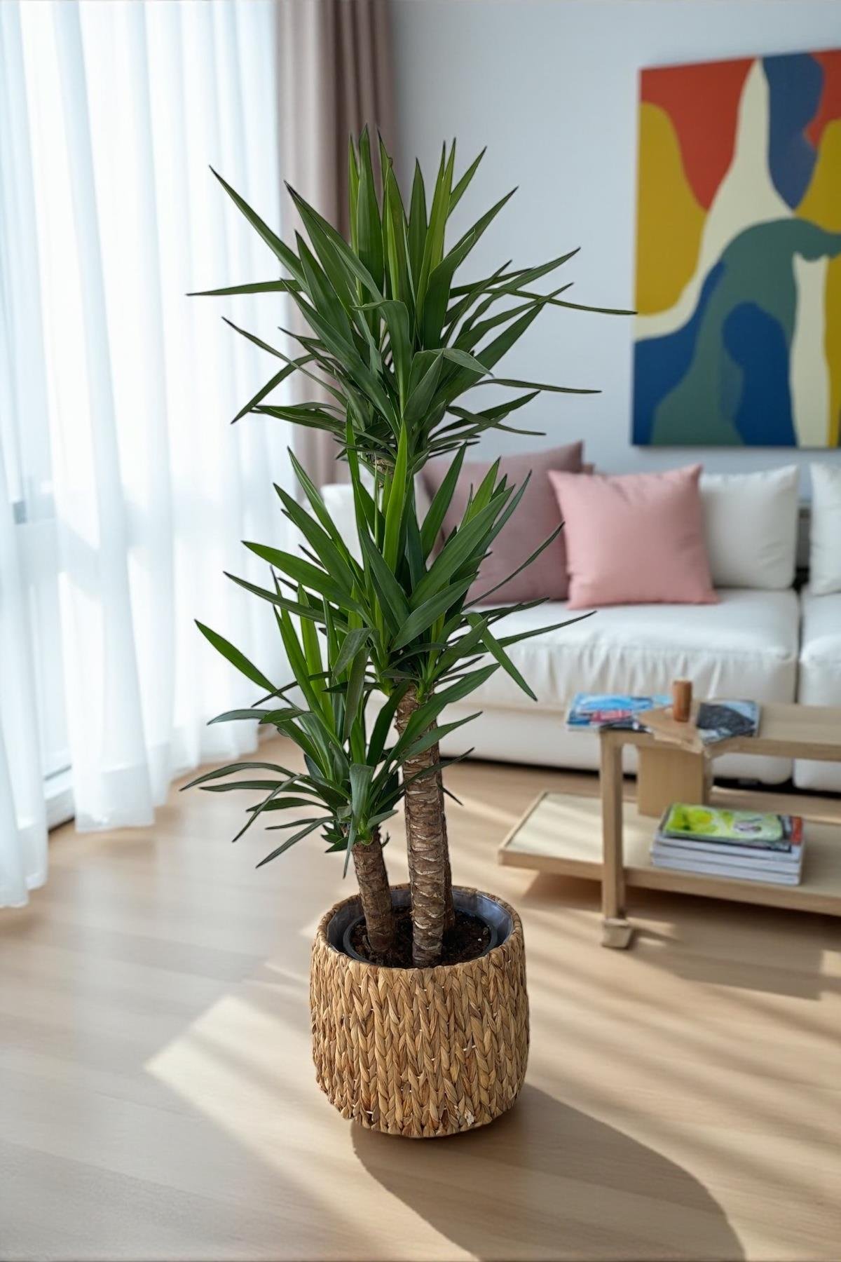 3 Gövdeli Yuka Bitkisi Large 140-150 cm(Avize Çiçeği]