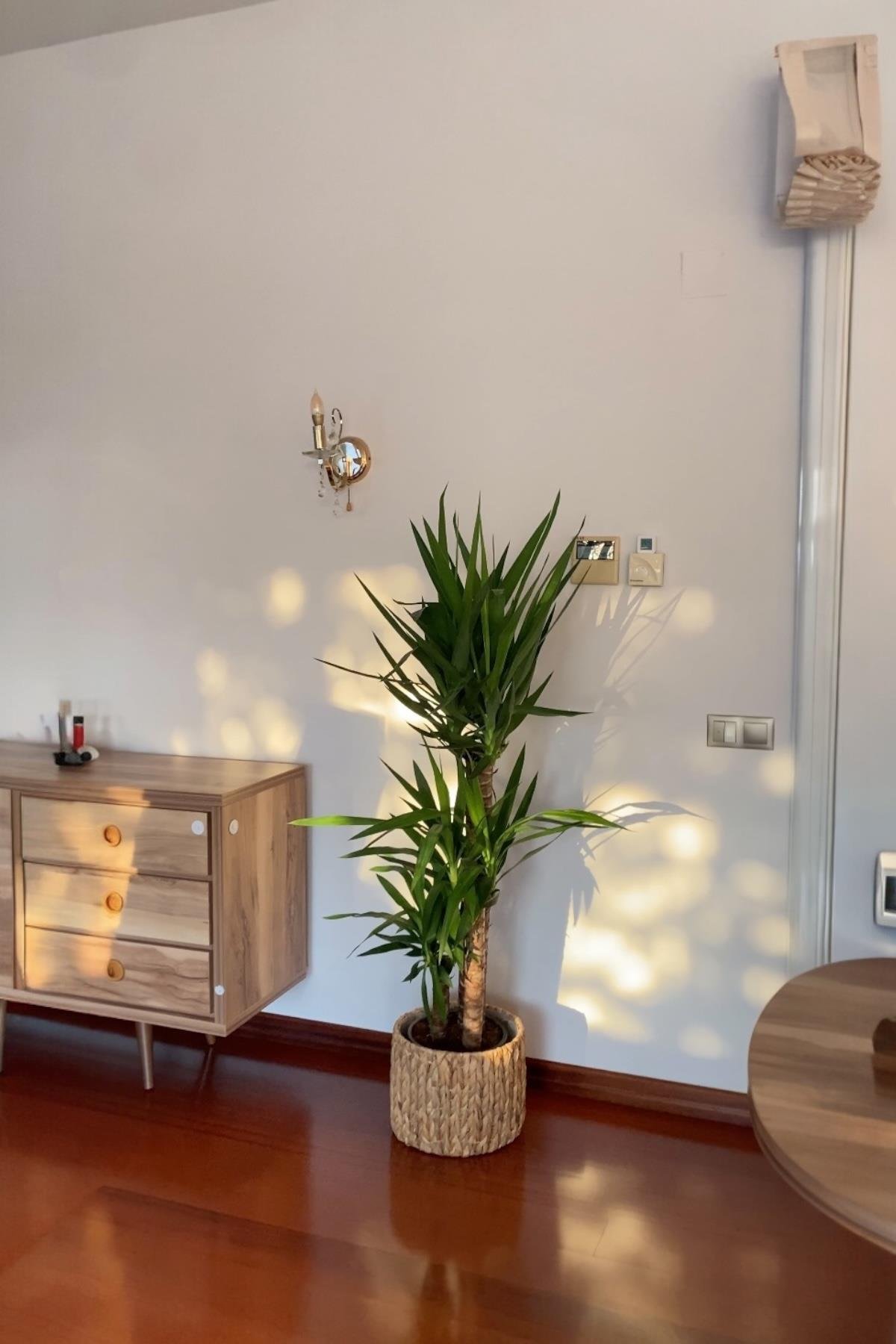 3 Gövdeli Yuka Bitkisi Large 140-150 cm(Avize Çiçeği]