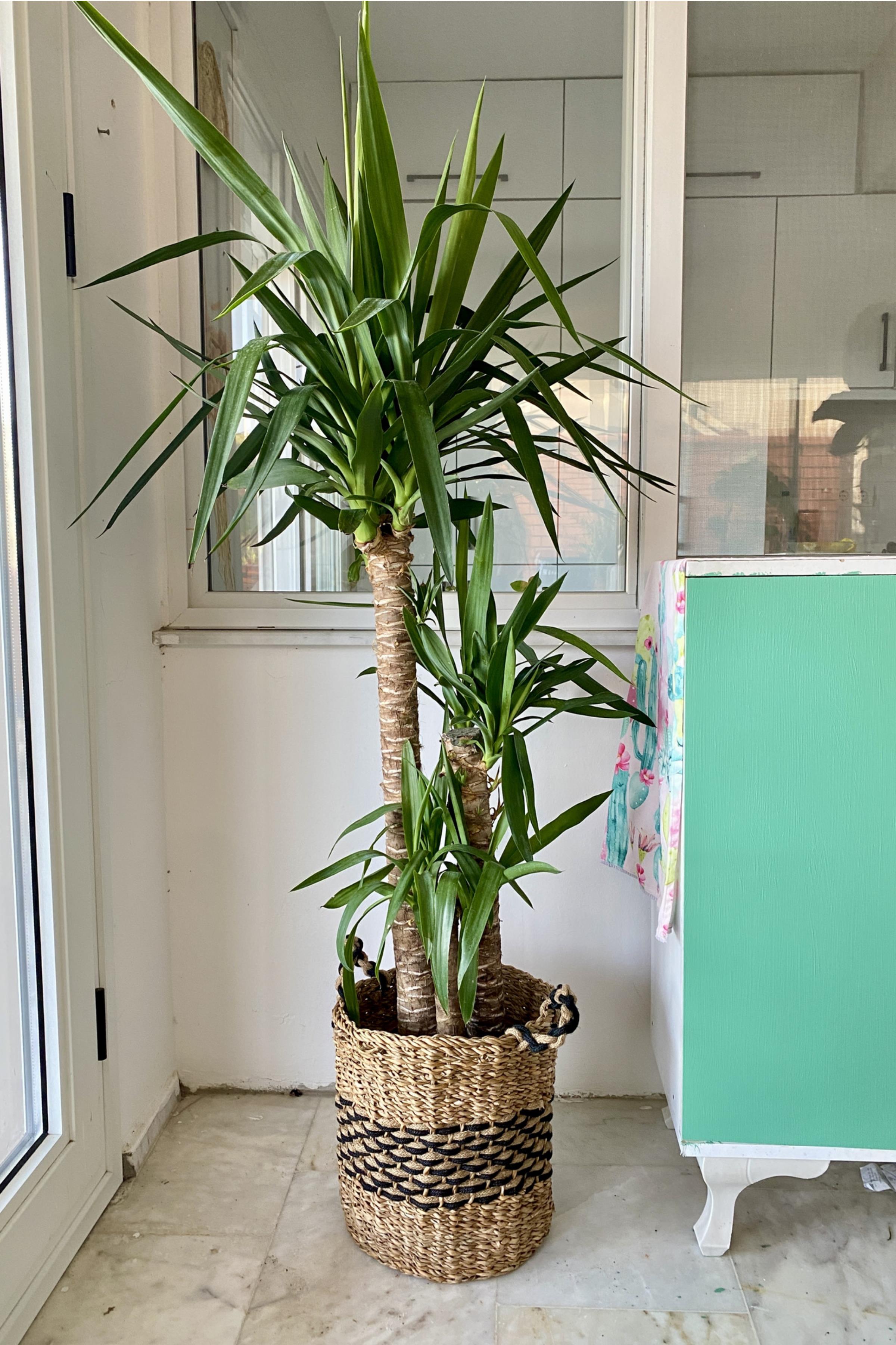 3 Gövdeli Yuka Bitkisi Large 140-150 cm(Avize Çiçeği]